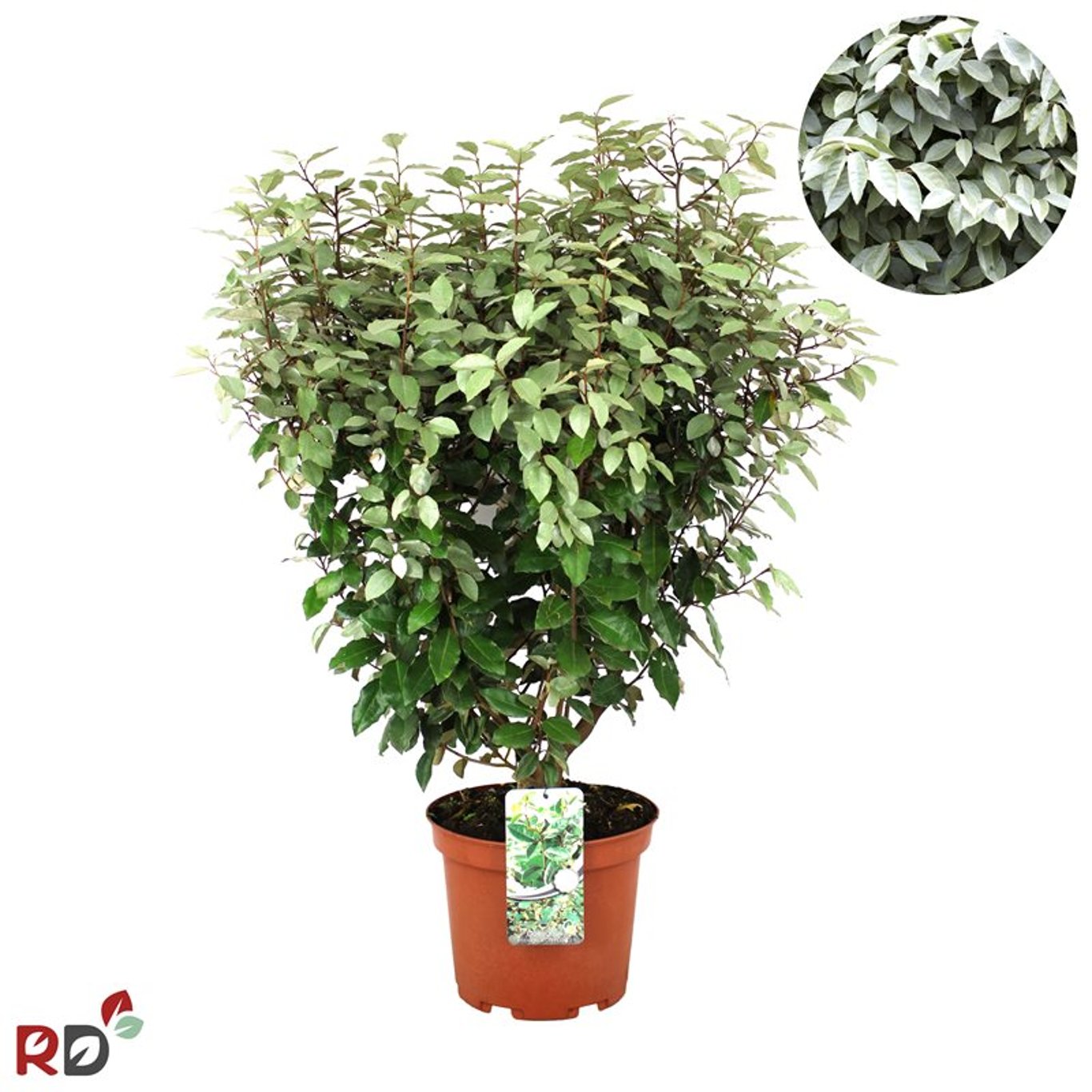 Elaeagnus ebb. 'Compacta'  - C15 100-125 CM