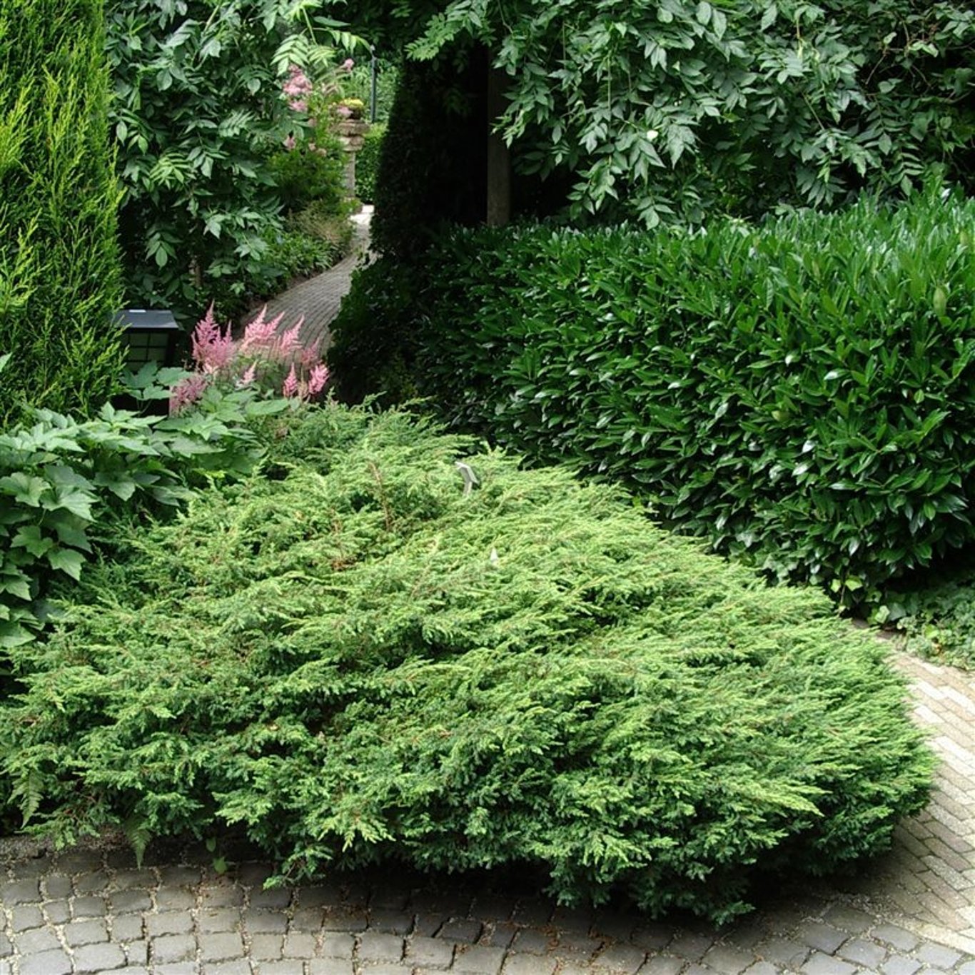 Juniperus comm. 'Repanda' - C3 25-30 CM