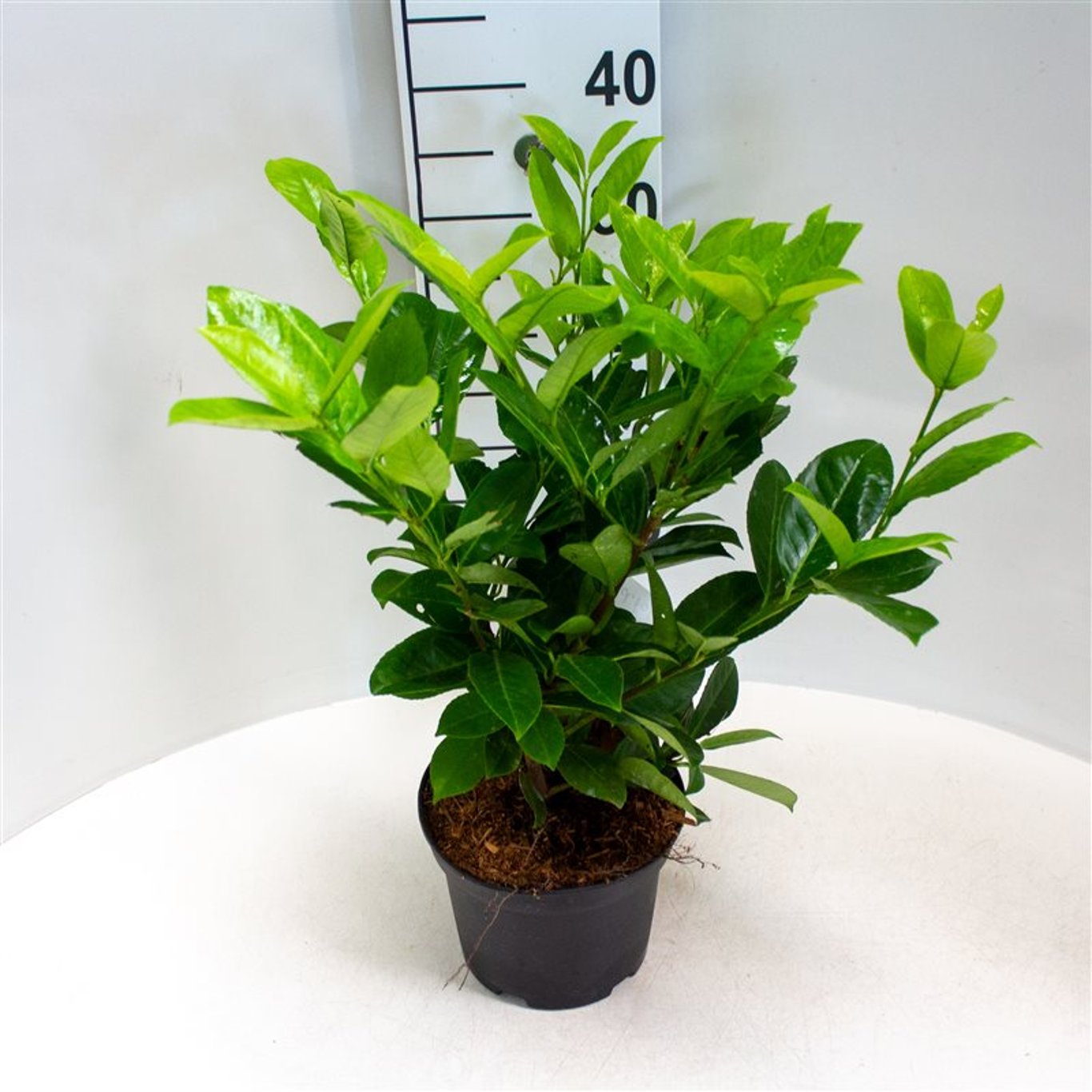Prunus l. 'Rotundifolia' - C3 40-60 CM
