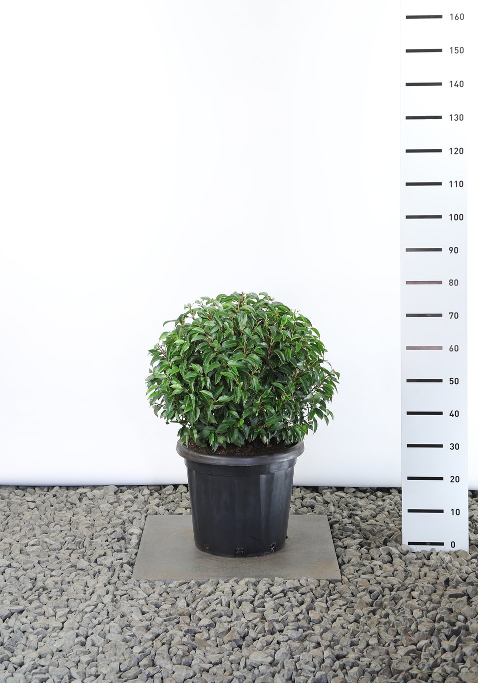 Prunus lus. 'Angustifolia' - 50-60 CM Ball Cont.