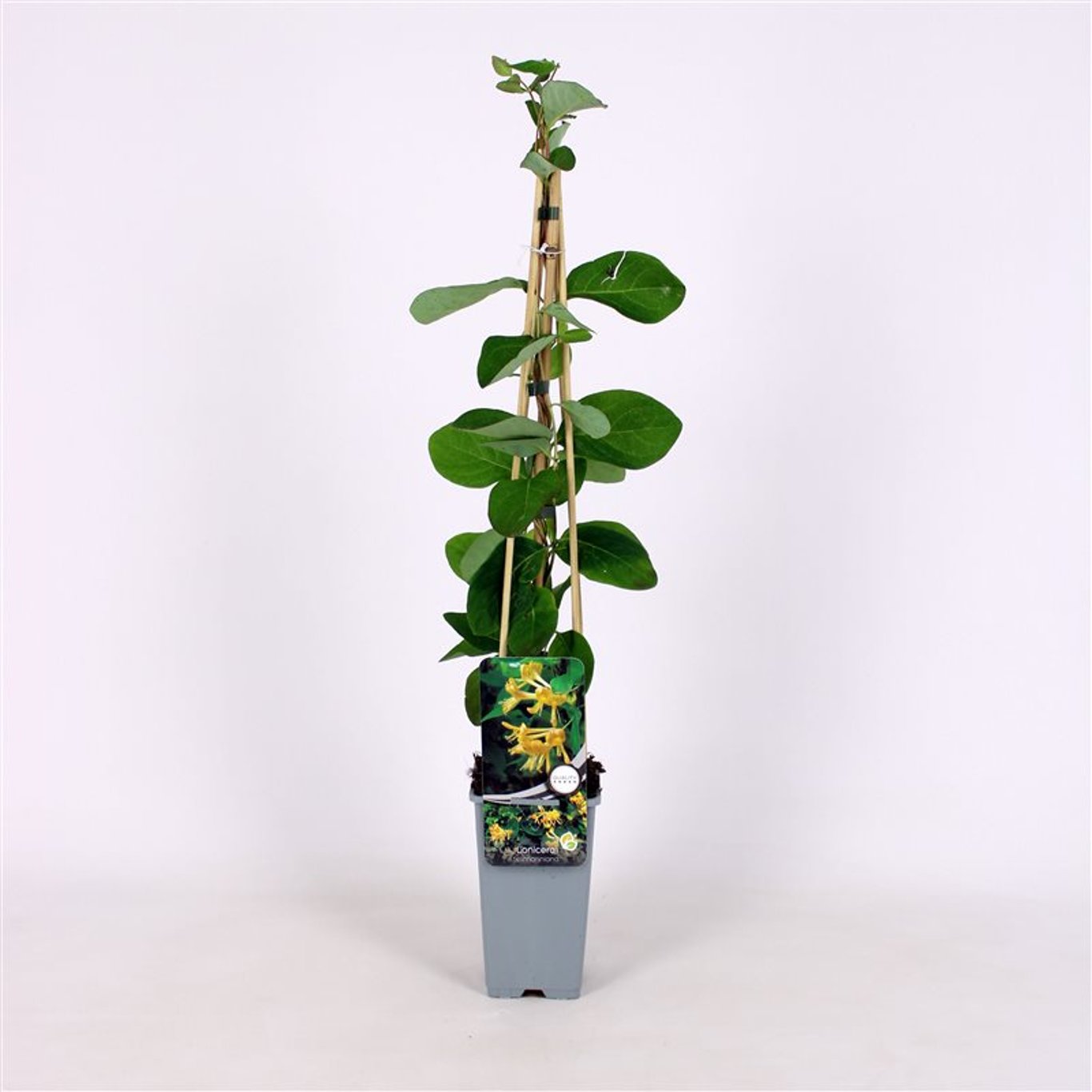 Lonicera tellmanniana - C2 70/+ CM