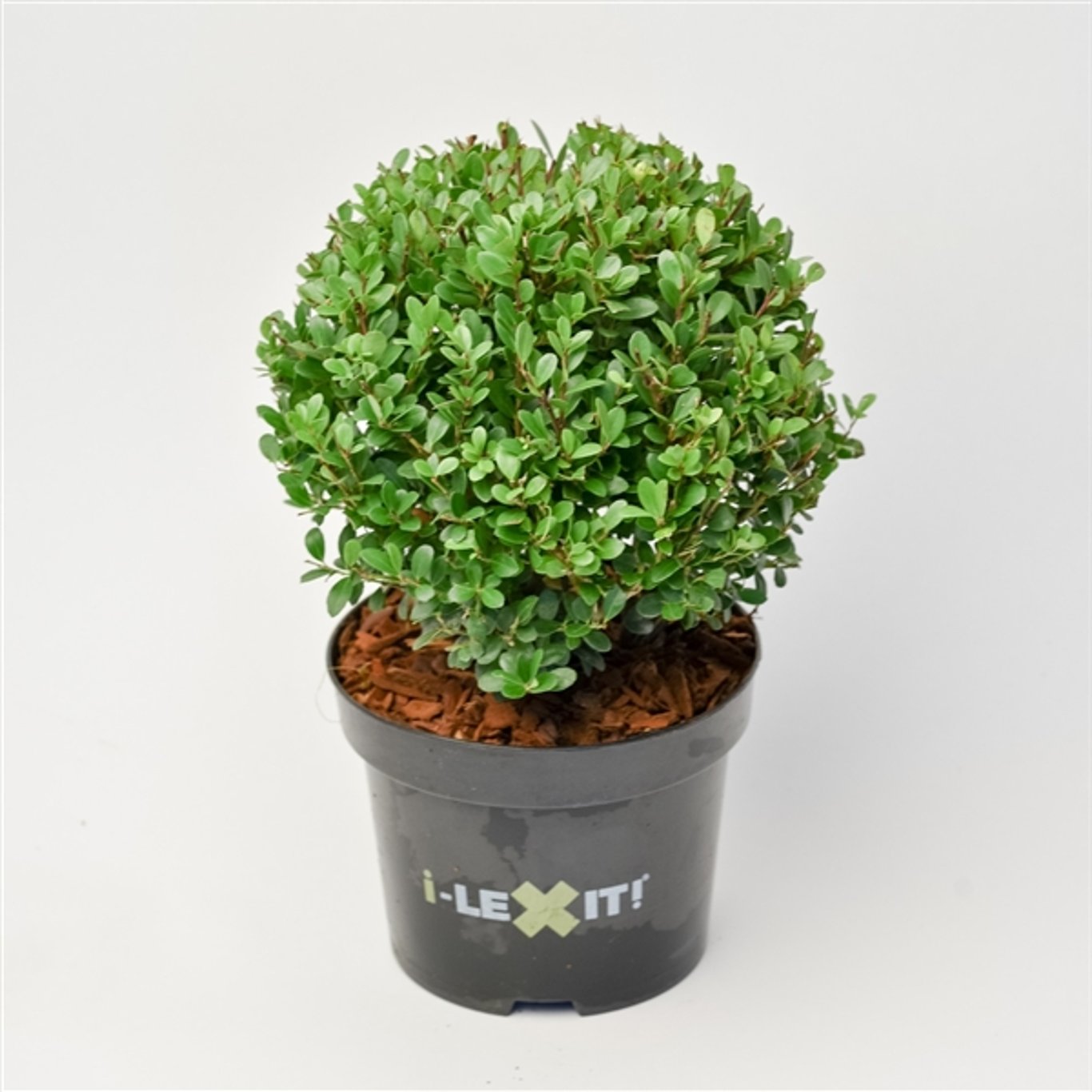 Ilex crenata 'Dark Green'® - 15 CM Ball Cont.
