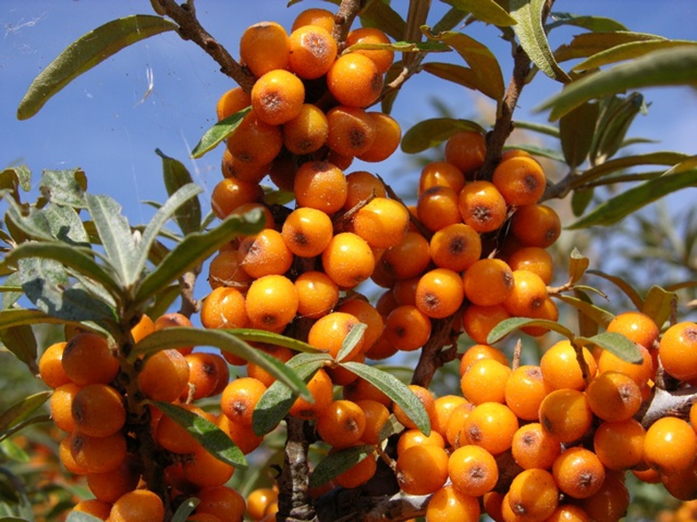 Hippophae rhamnoides - 125-150 CM RB