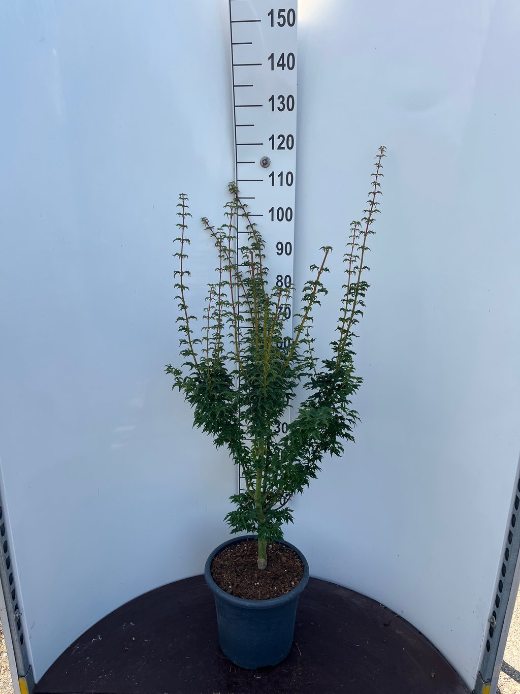 Acer pal. 'Shishigashira' - C15 80-100 CM