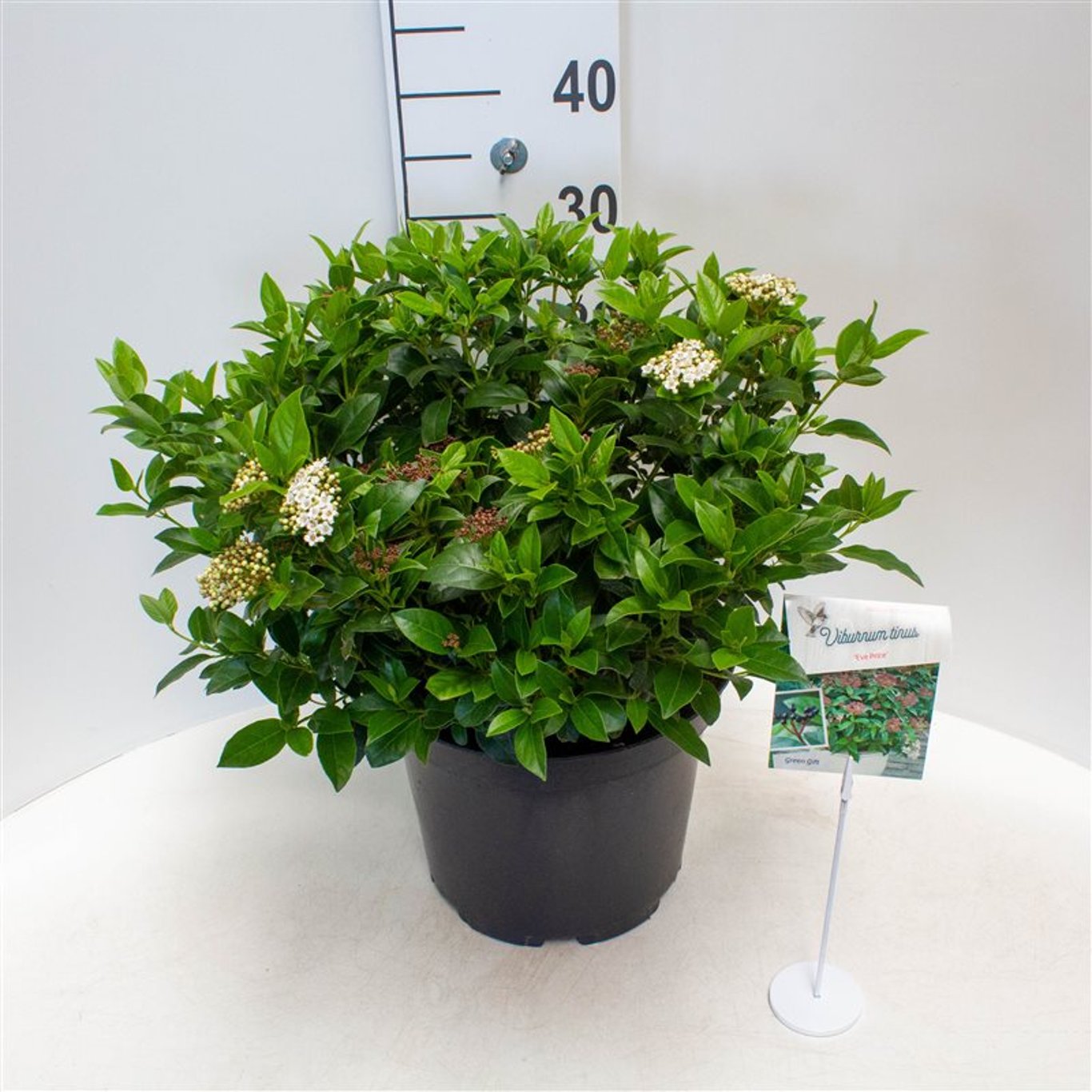 Viburnum tin. 'Eve Price' - C10 40-50 CM