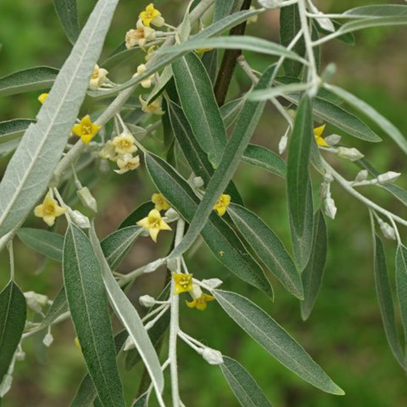 Elaeagnus angustifolia - 60-100 CM bare root 1/1
