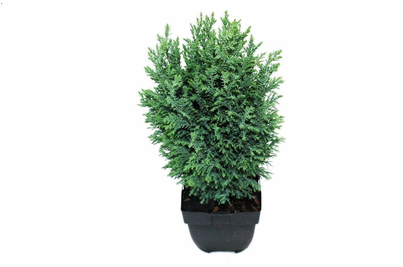 Chamaecyparis l. 'Ellwoodii' - C2