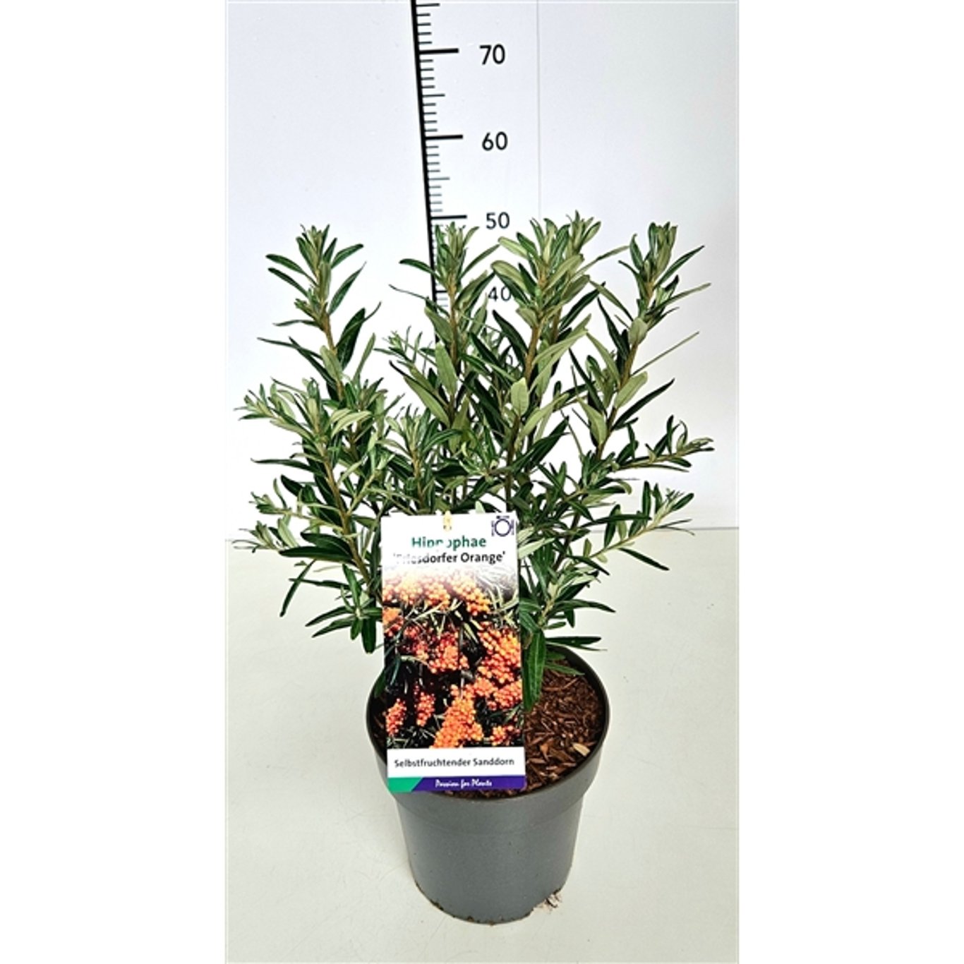 Hippophae rhamn. 'Friesd. Orange' - C5 40-60 CM
