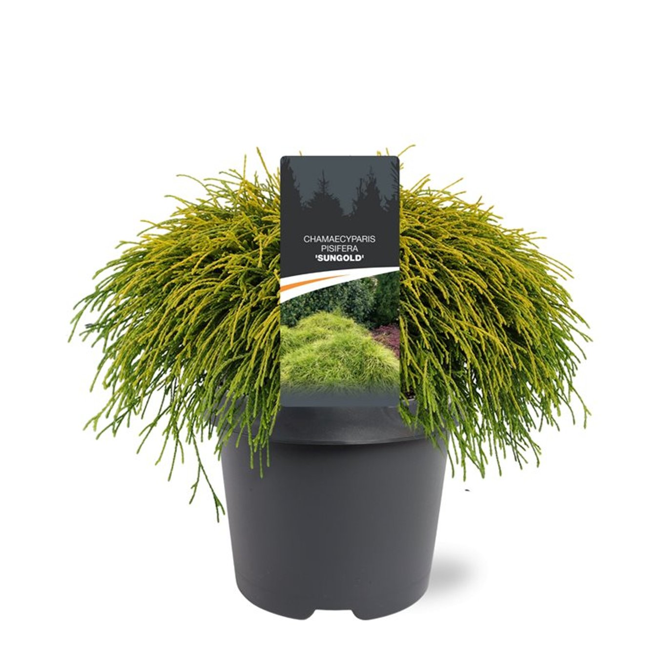 Chamaecyparis p. 'Sungold' - C5 30-40 CM