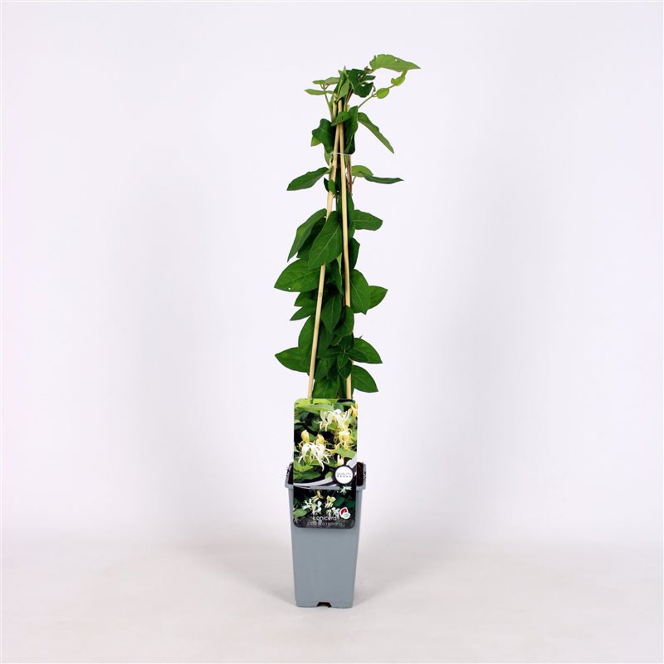 Lonicera jap. 'Halliana' - C2 70/+ CM