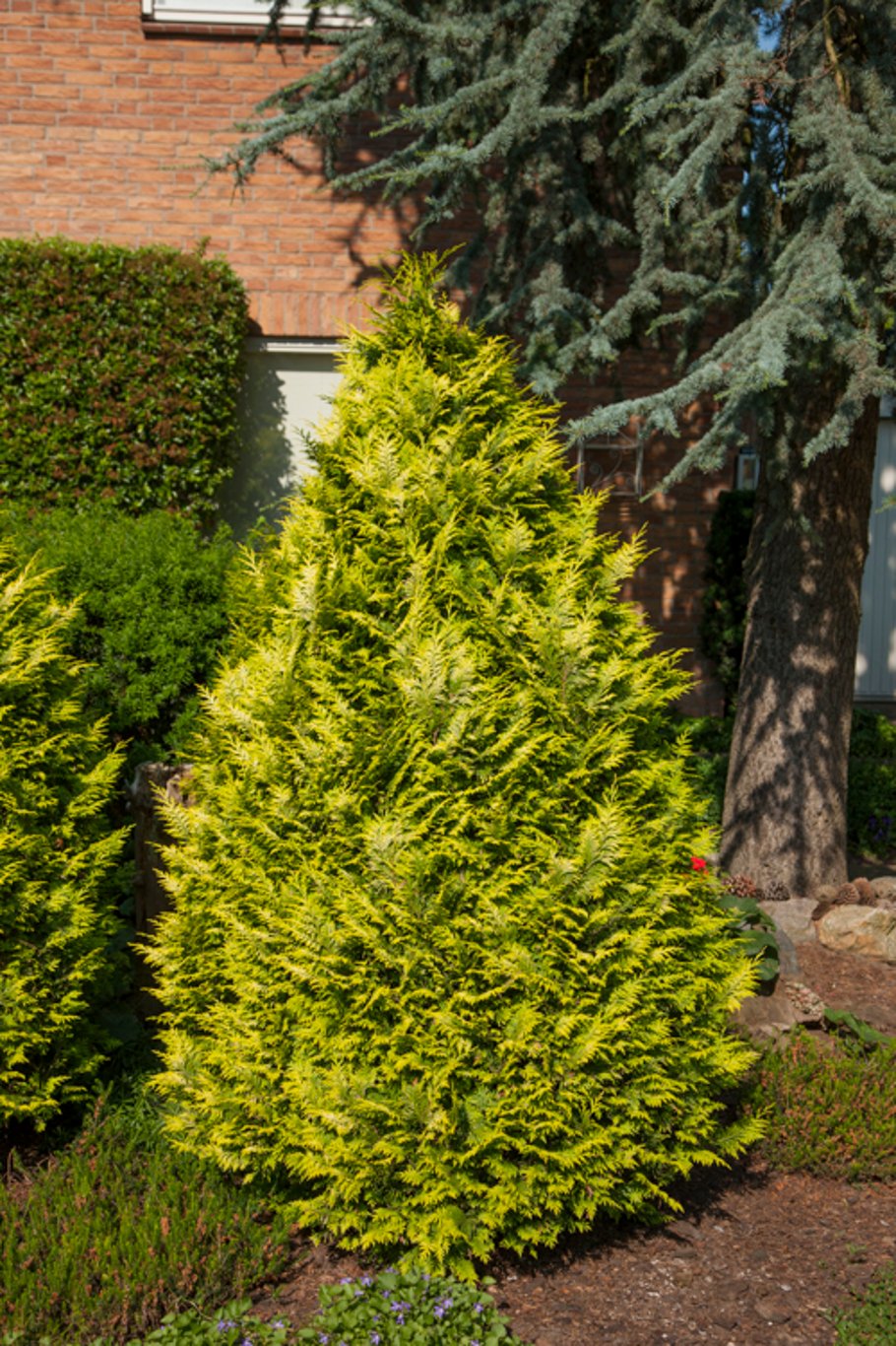 Chamaecyparis l. 'Yvonne' - C3 40-50 CM