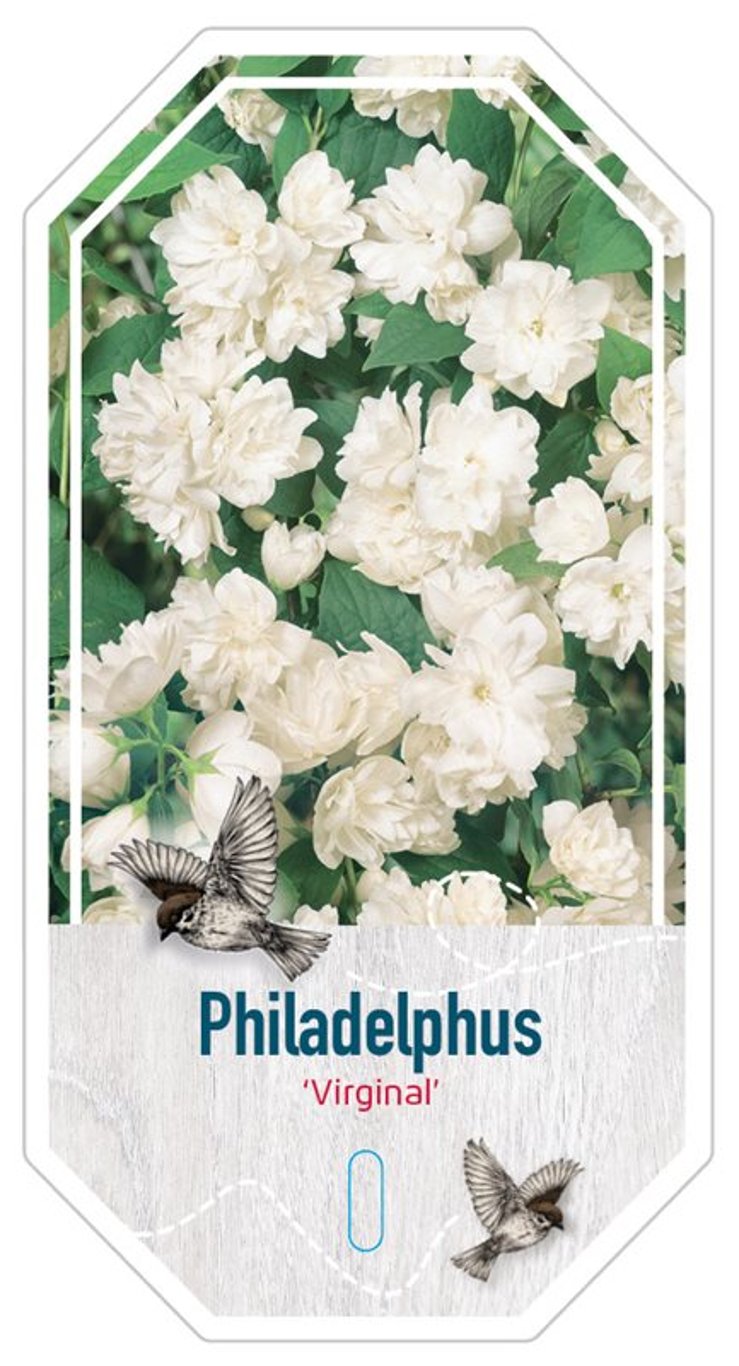 Philadelphus 'Virginal' - C3 30-40 CM