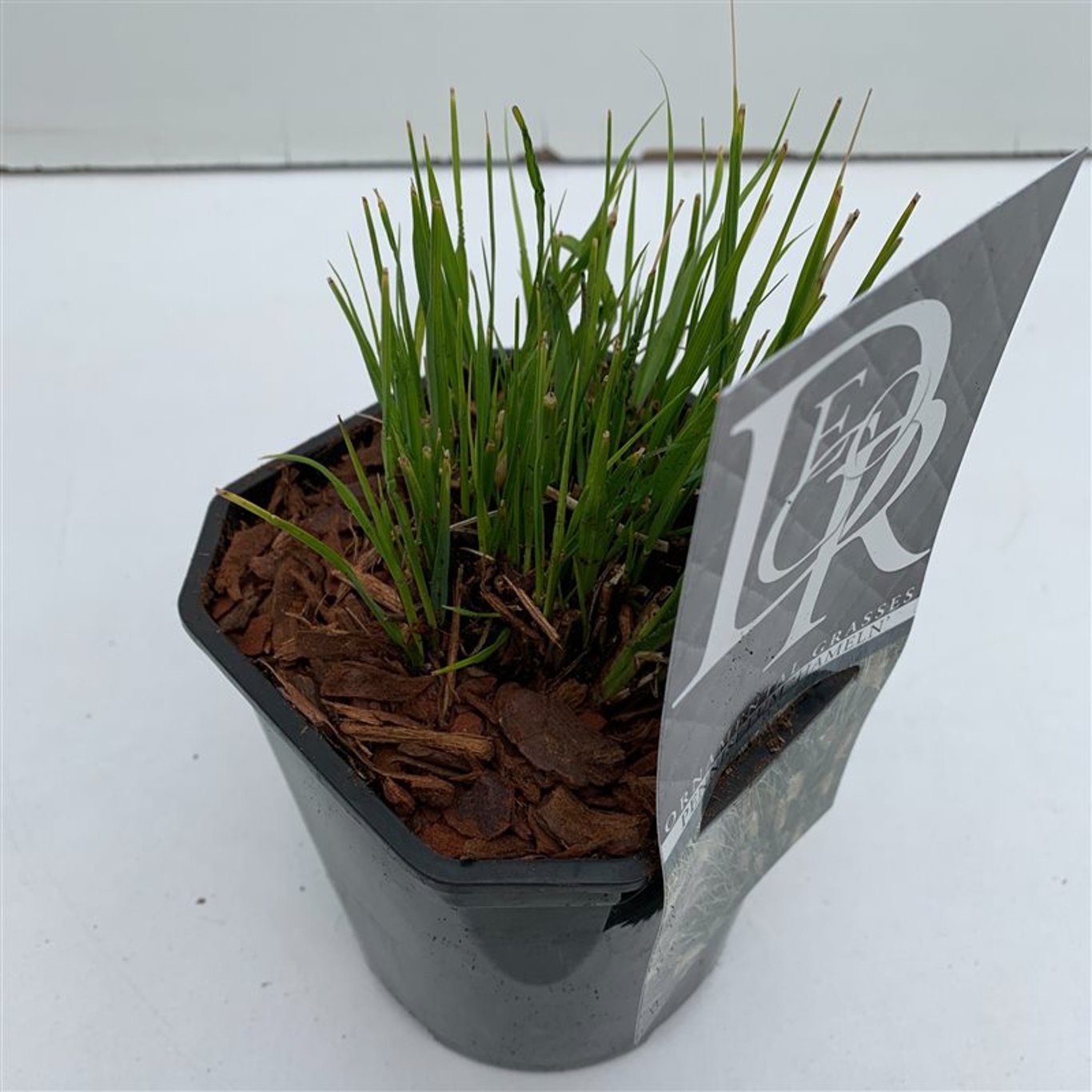 Pennisetum al. 'Hameln' - C2