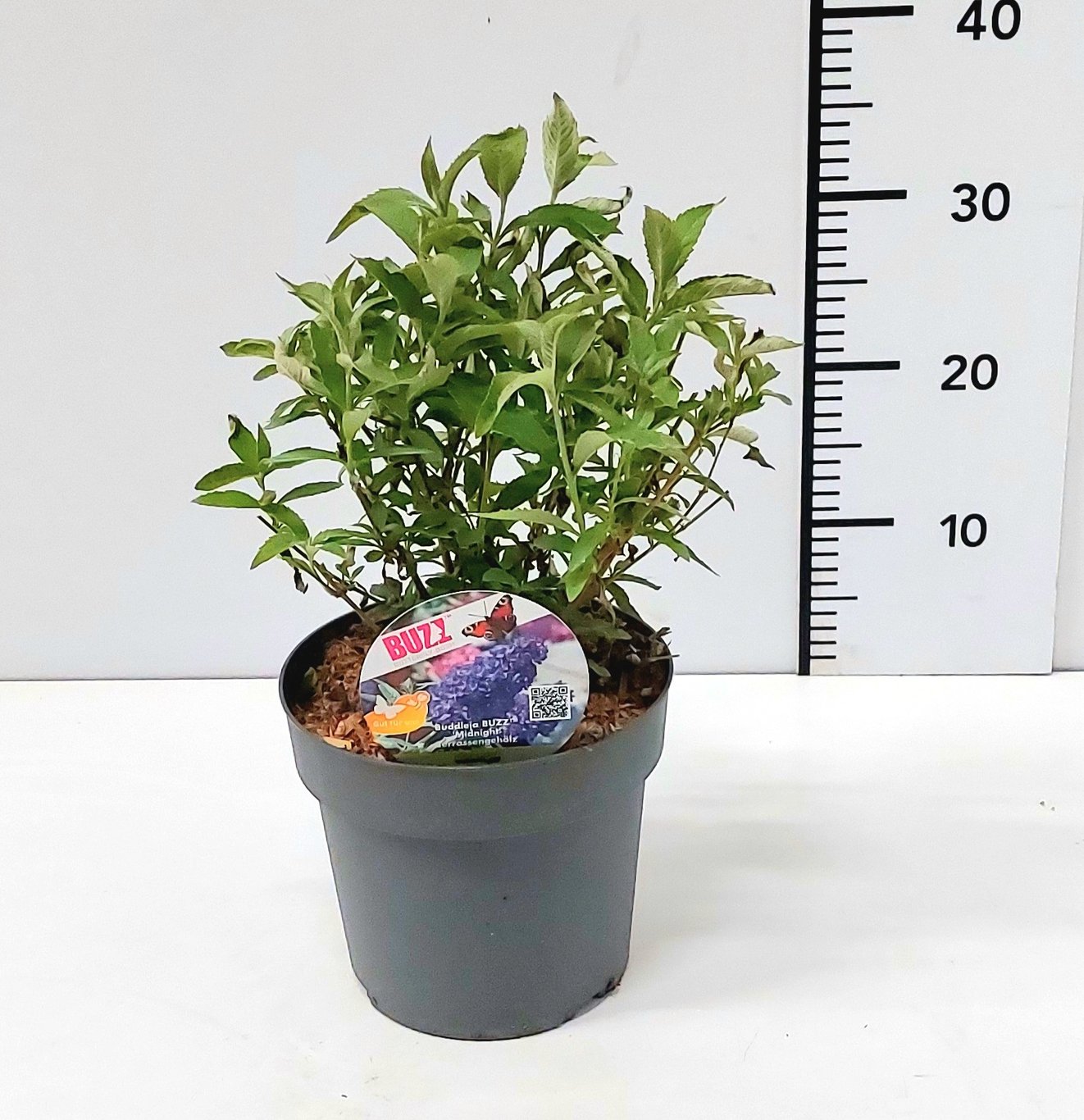 Buddleja dav. 'Buzz Midnight' - C3