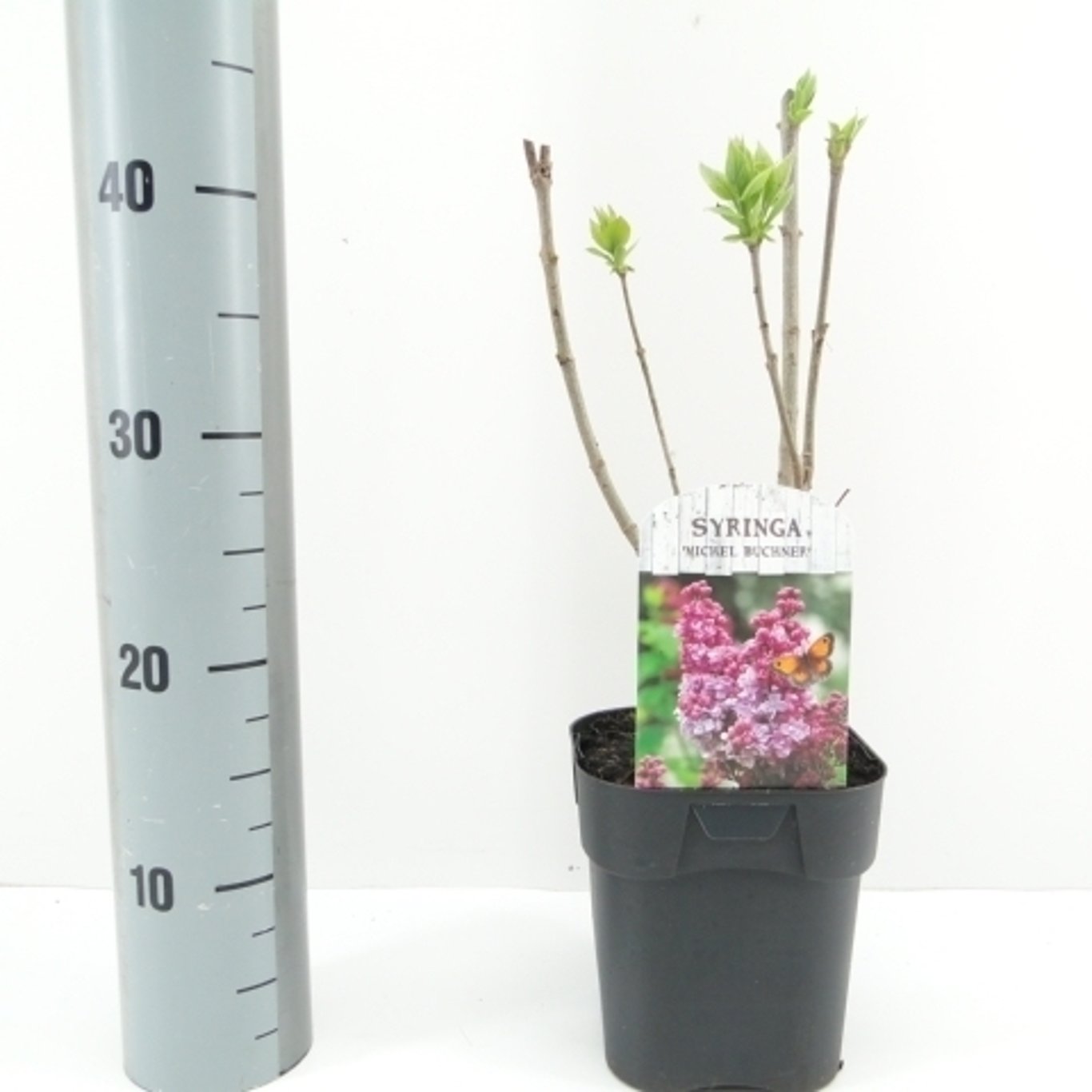Syringa v. 'Michel Buchner' - C2
