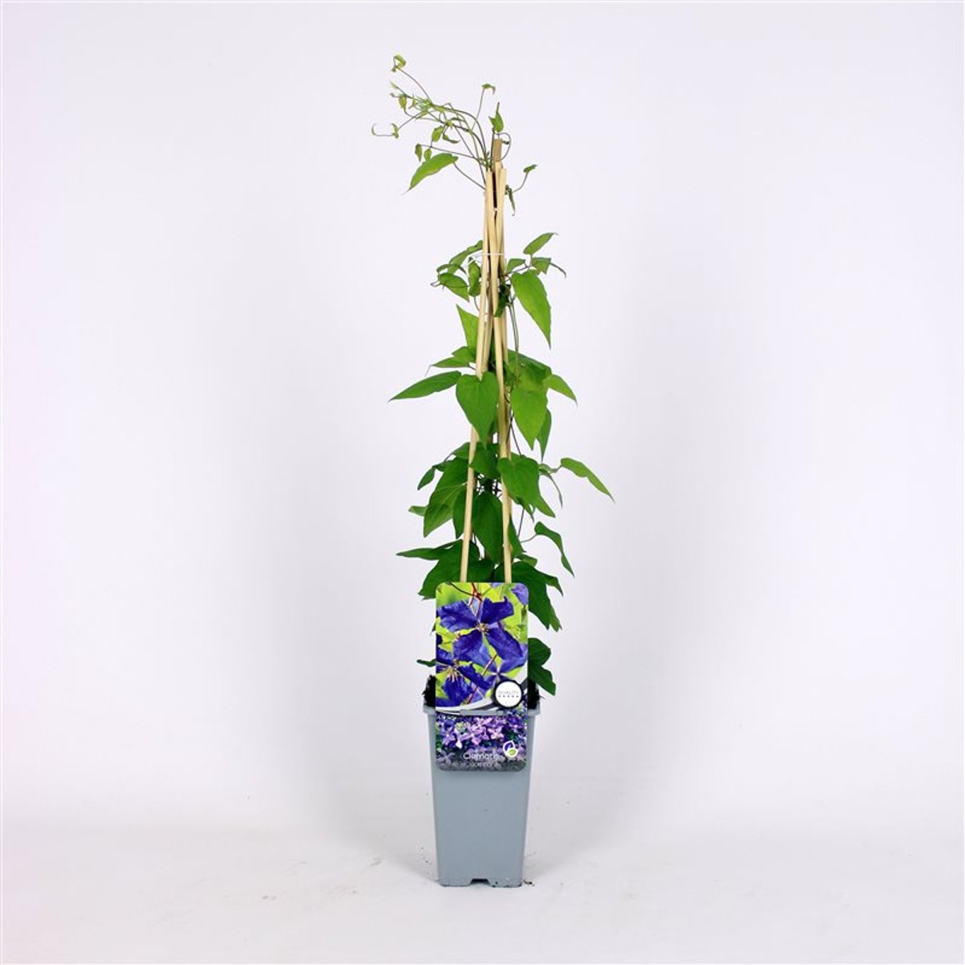 Clematis 'Jackmanii' - C2 70/+ CM