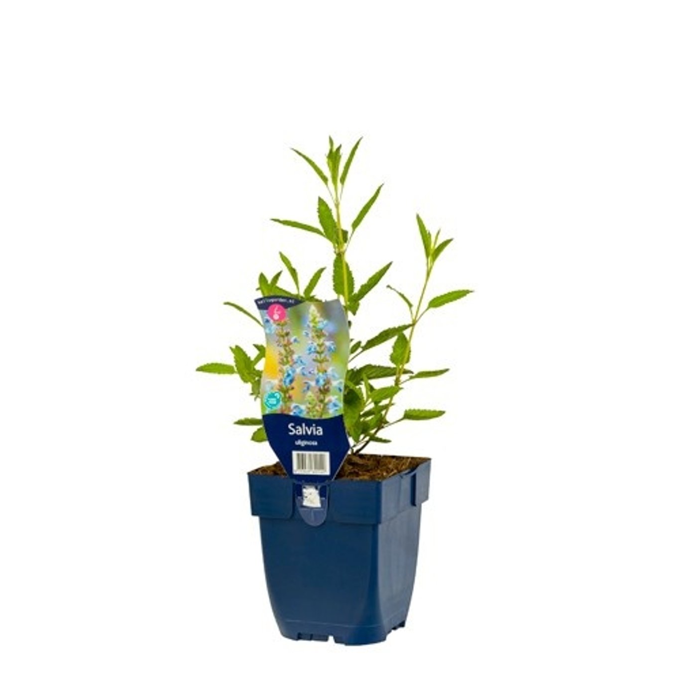 Salvia uliginosa - P11