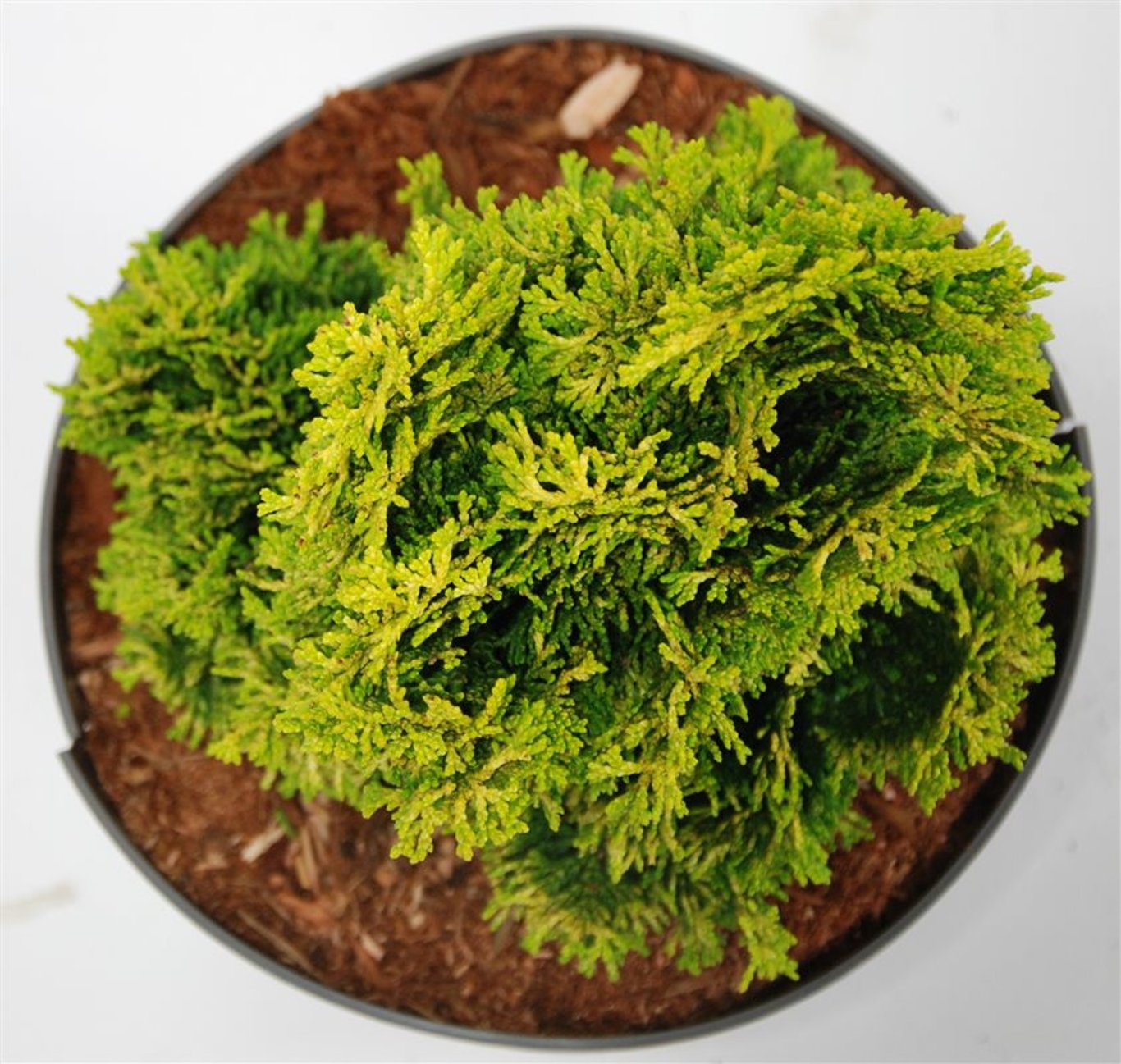 Chamaecyparis o. 'Aurora' - C5 25-30 CM