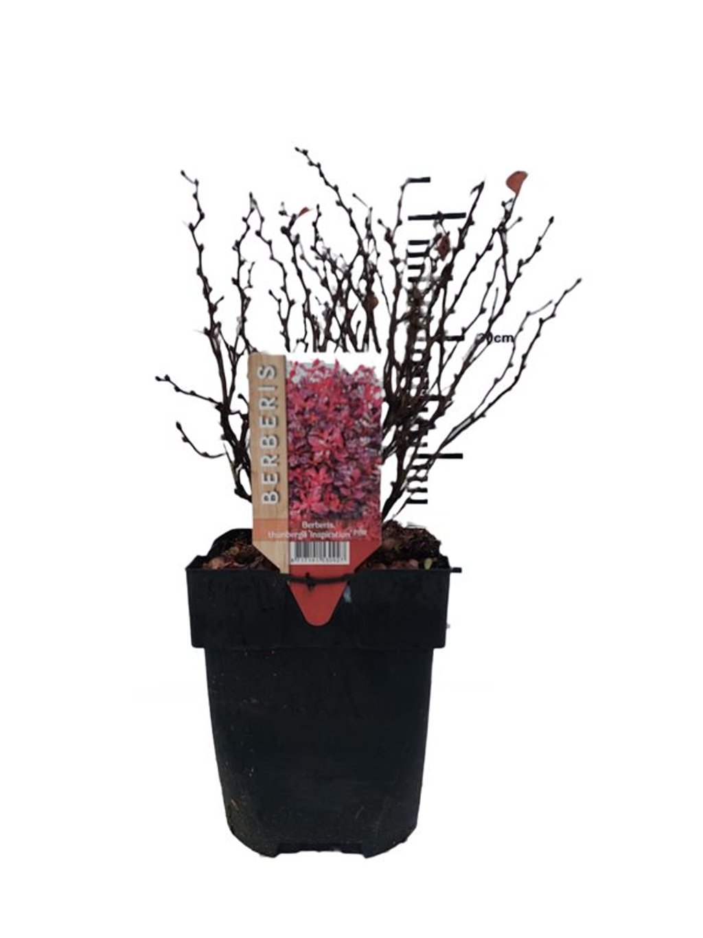 Berberis thunb. 'Inspiration' ® - C2