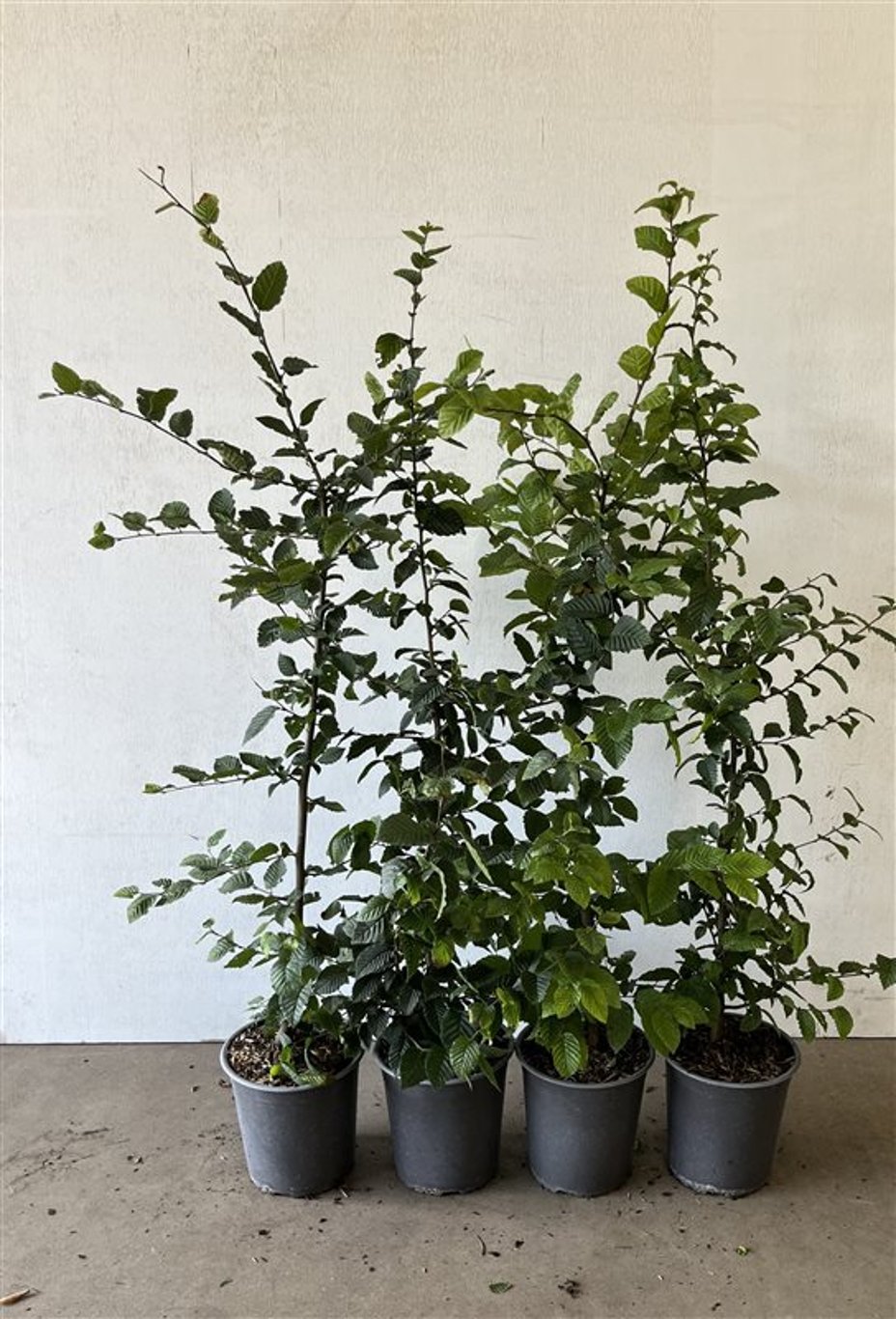 Carpinus betulus - C3.5 80-100 CM