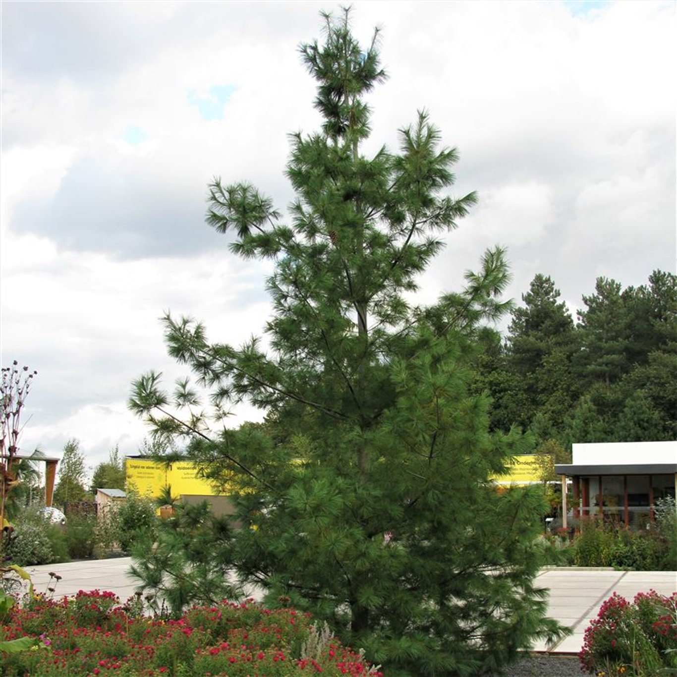 Pinus wallichiana - C5 50-60 CM