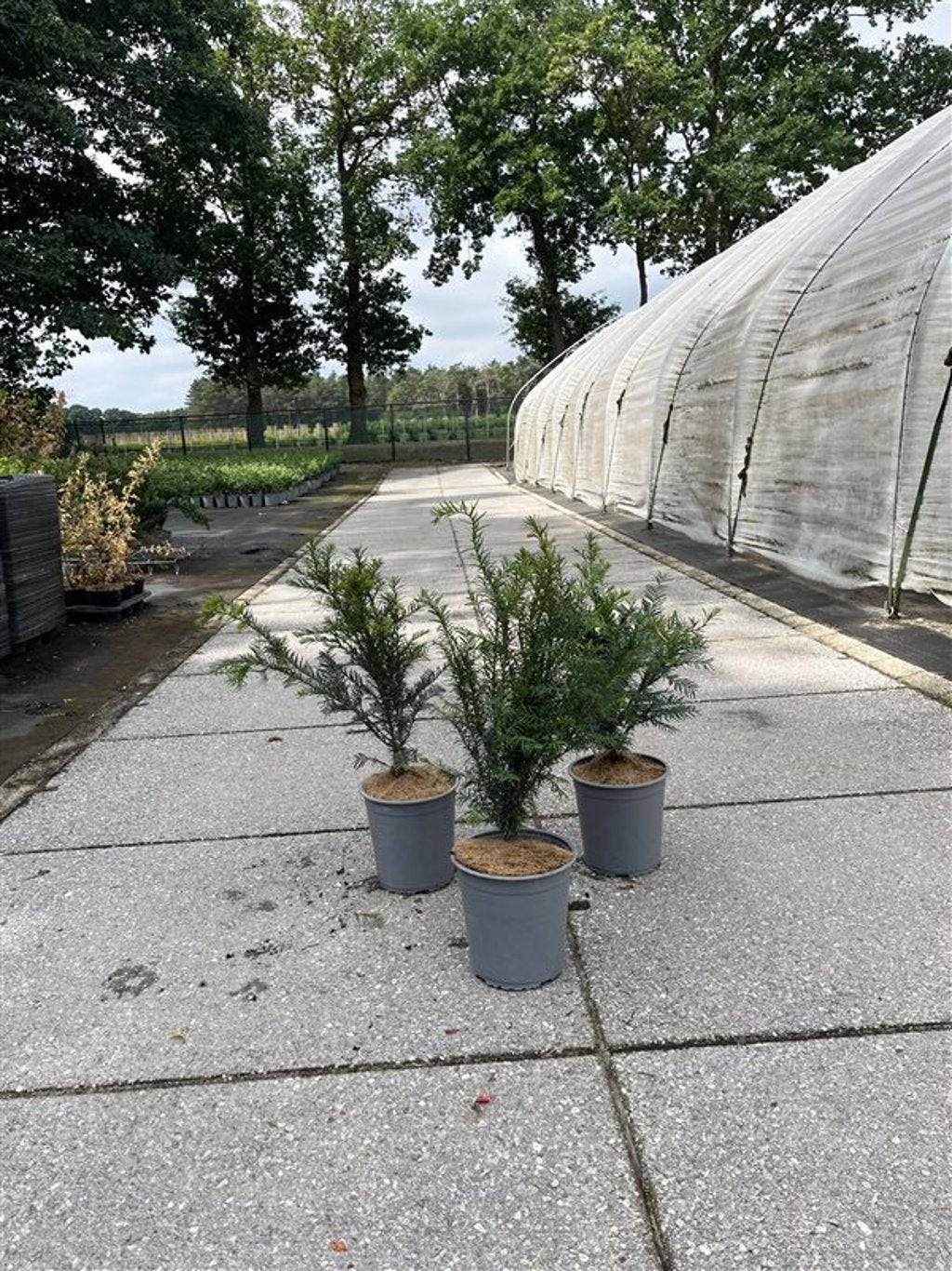 Taxus baccata - C3.5 40-60 CM