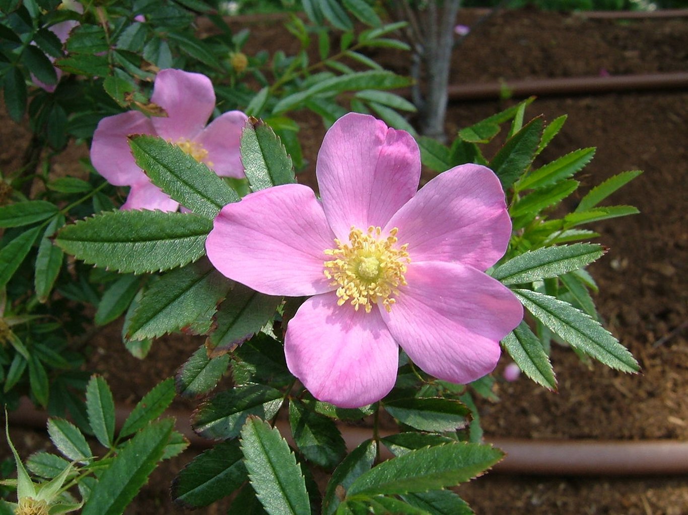 Rosa nitida - 30-50 CM bare root 0/1  2-3 branche
