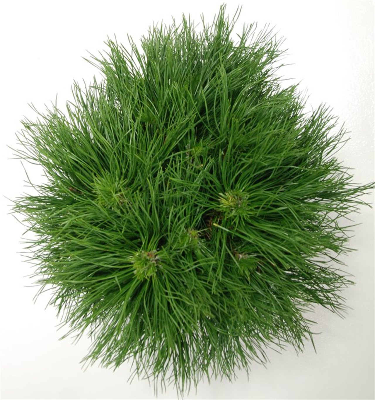 Pinus mugo 'Varella' - C12 30-40 CM