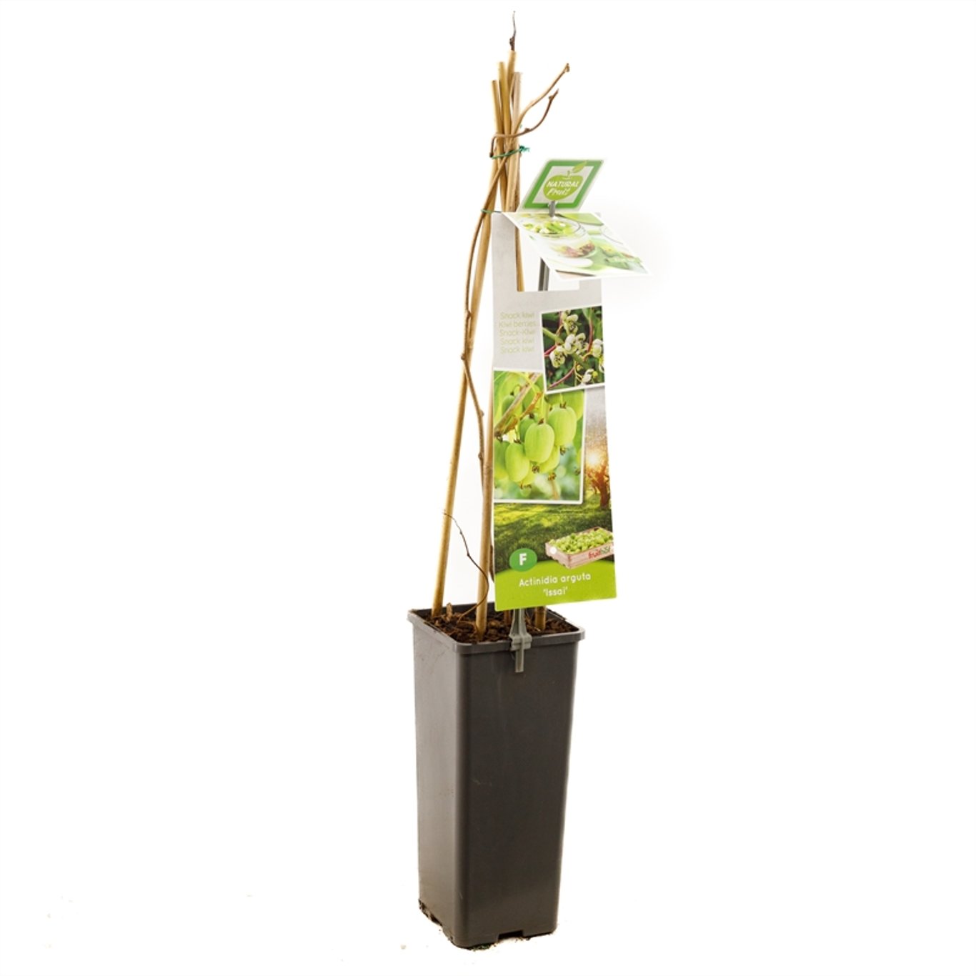 Actinidia a. 'Issai' - C2 50-60 CM
