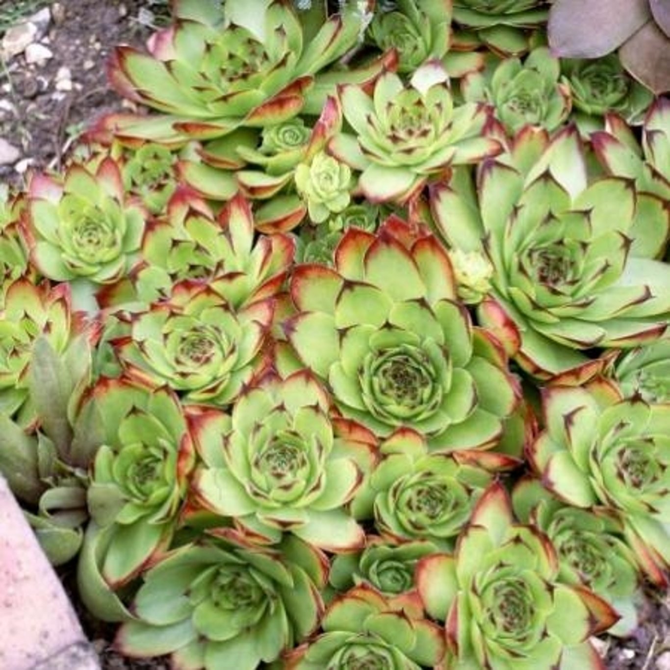 Sempervivum Groen/Green/Grün - P11
