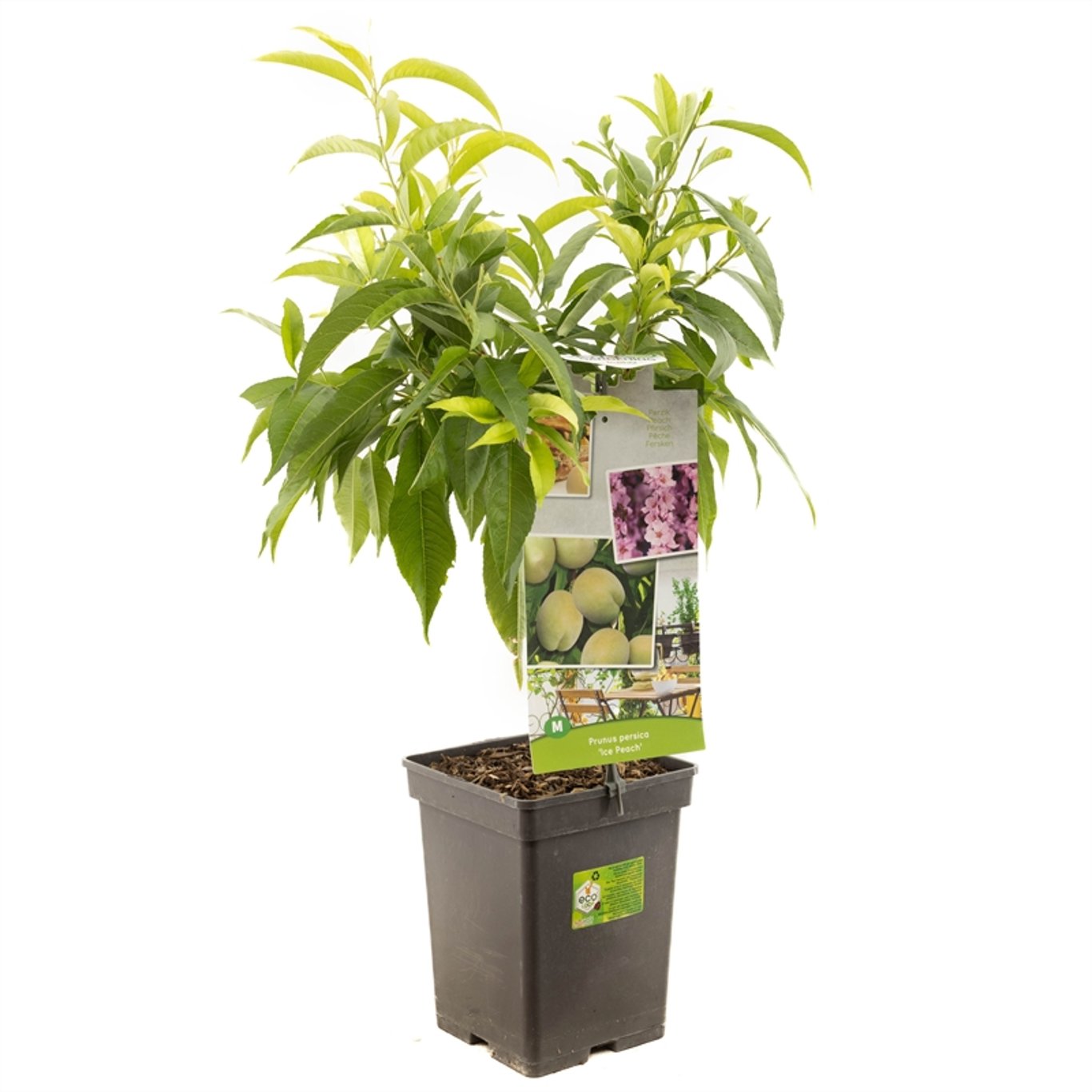 Prunus p. 'Ice Peach' - C5
