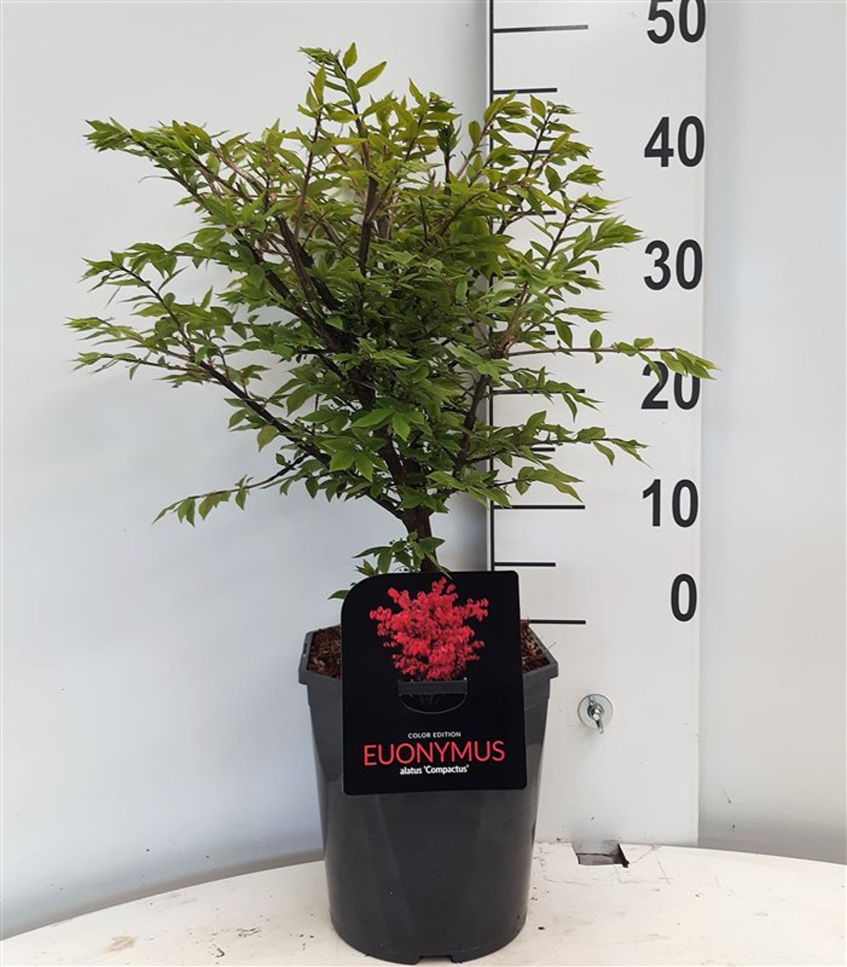 Euonymus alat. 'Compactus' - C5 40-50 CM
