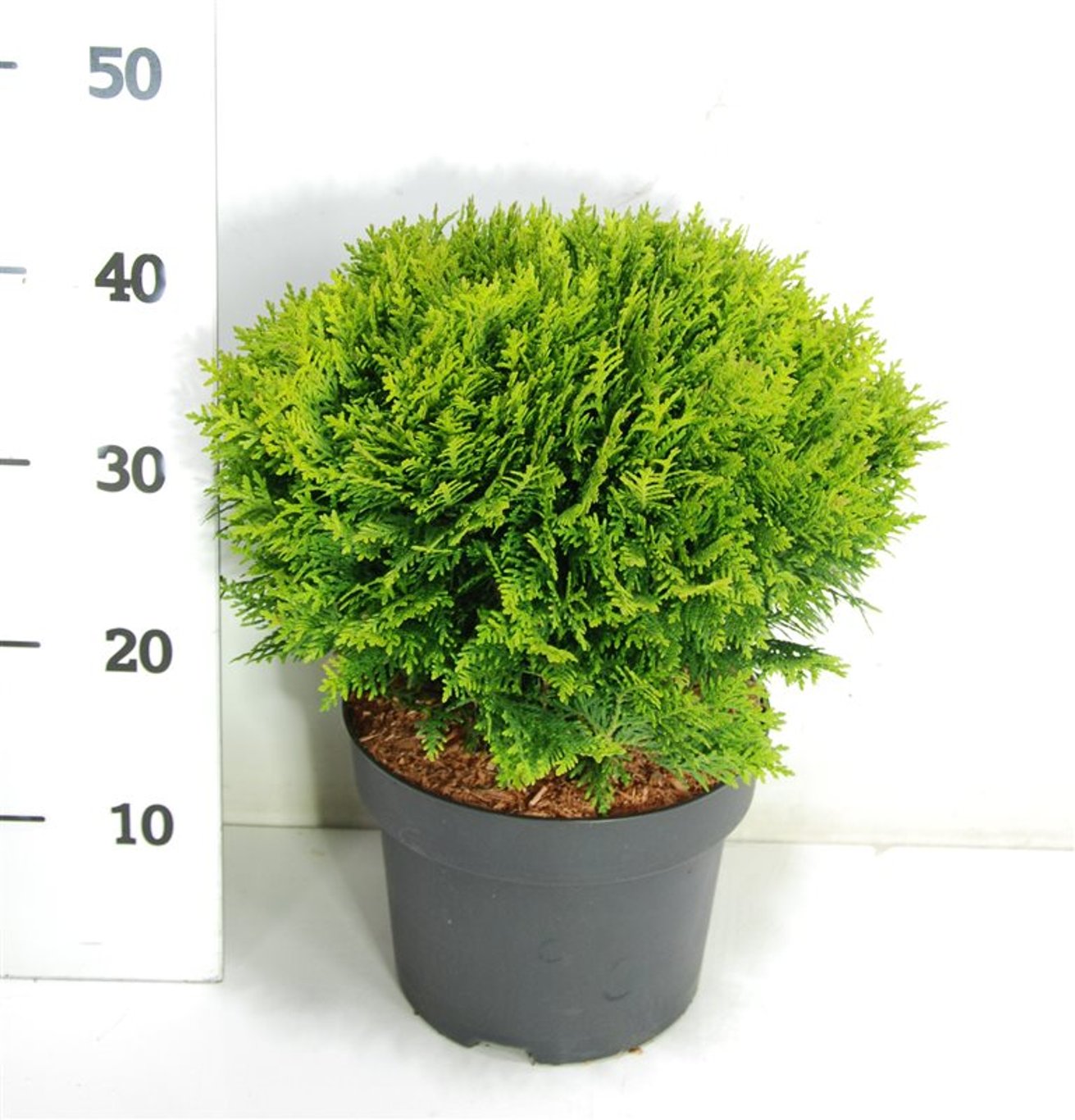 Thuja occ. 'Danica' - C5 30-40 CM