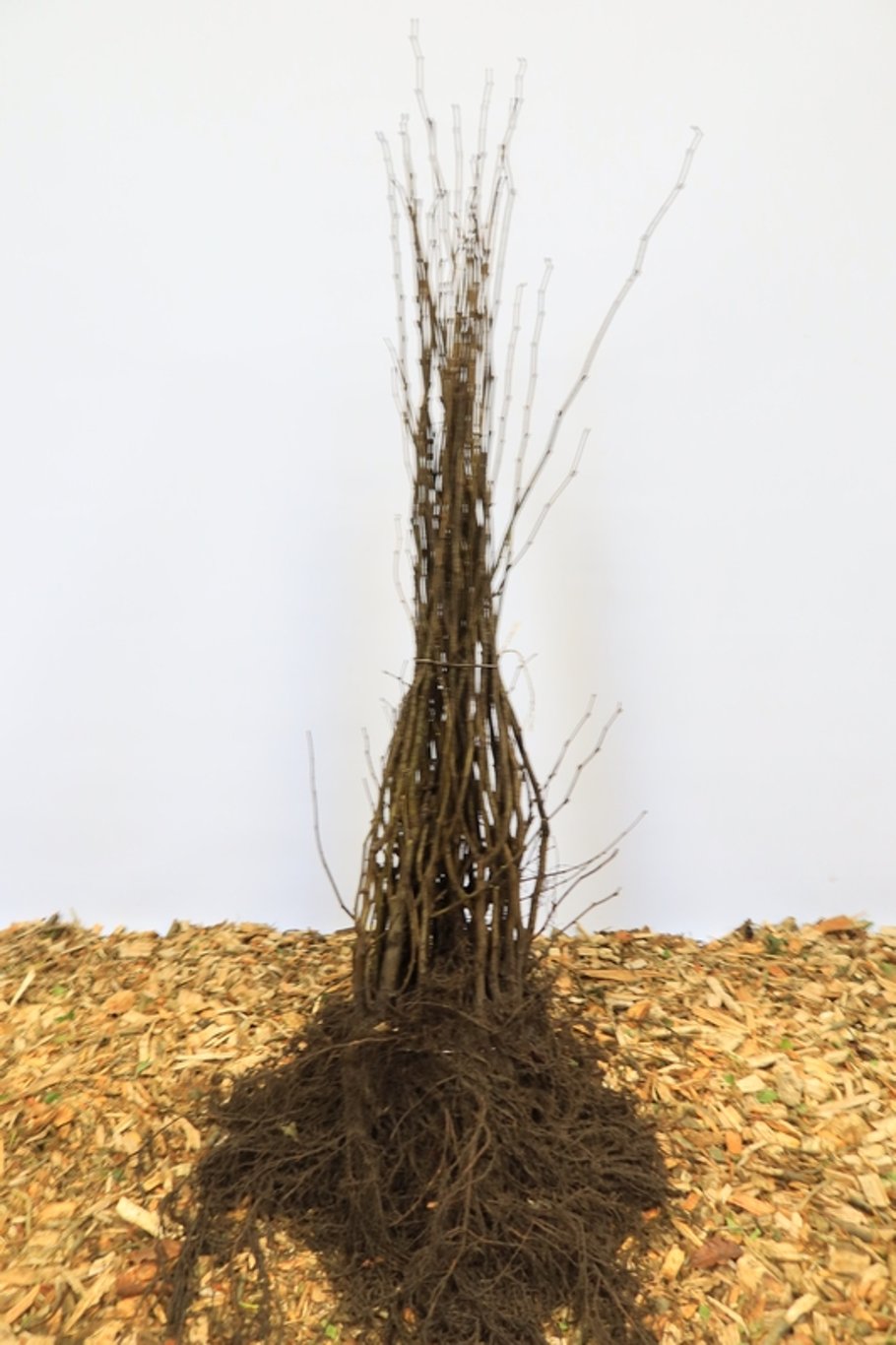 Corylus avellana - 100-120 CM Bare Root 1/2 1-2 Branche