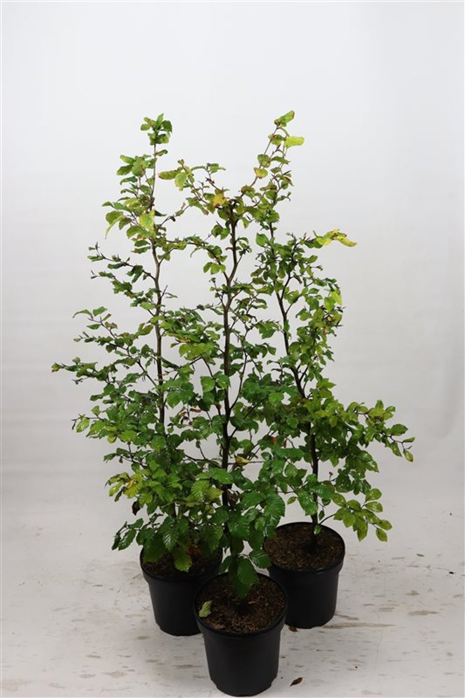 Fagus sylvatica - C7,5 100-125 CM