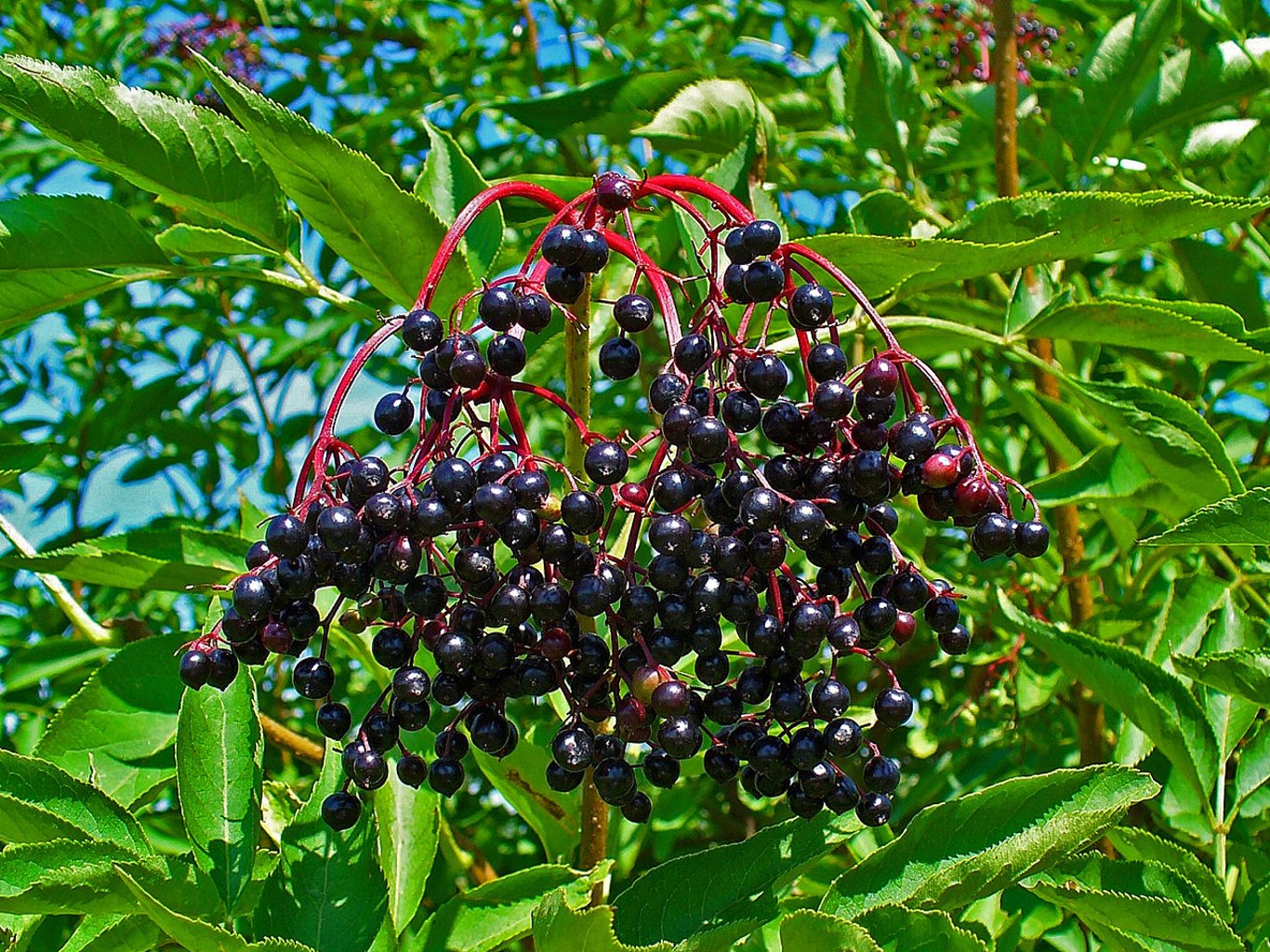 Sambucus nigra - 60-100 CM bare root 1/1  1-2 branche