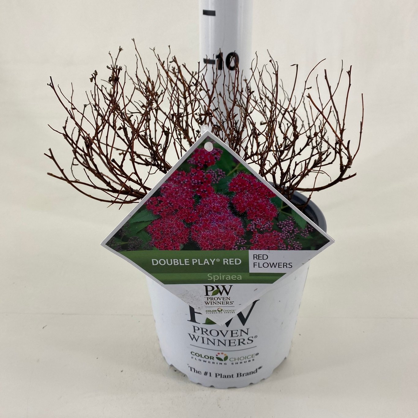 Spiraea japonica DOUBLE PLAY 'Red'® - C3 20-30 CM