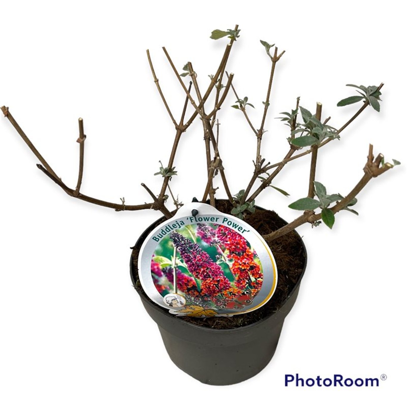Buddleja dav. 'Flower Power' - C3