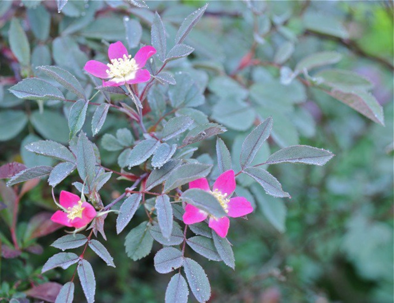 Rosa glauca - 60-90 CM bare root 1/1  2 branche