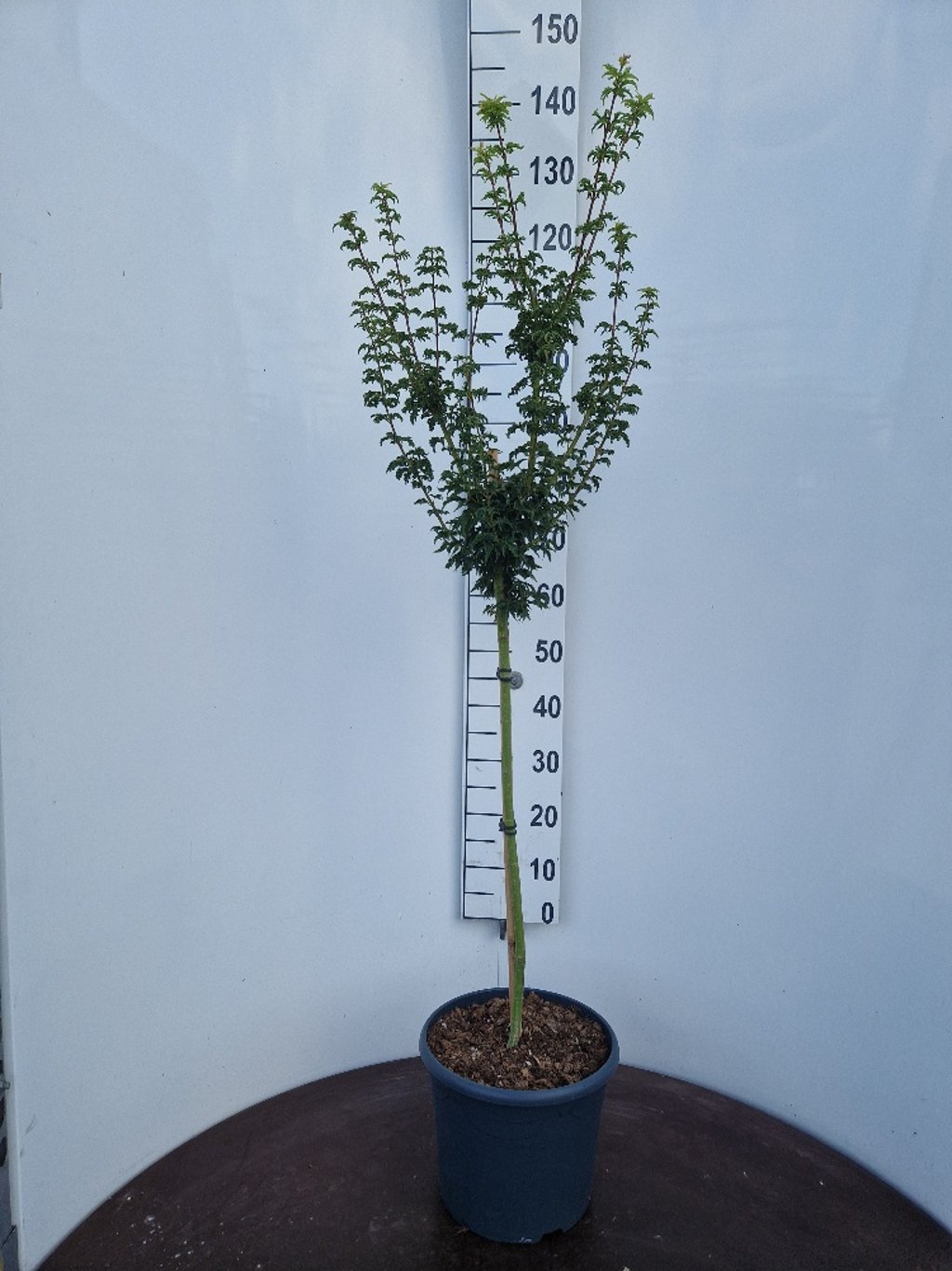 Acer pal. 'Shishigashira' - 60 CM Stem C10