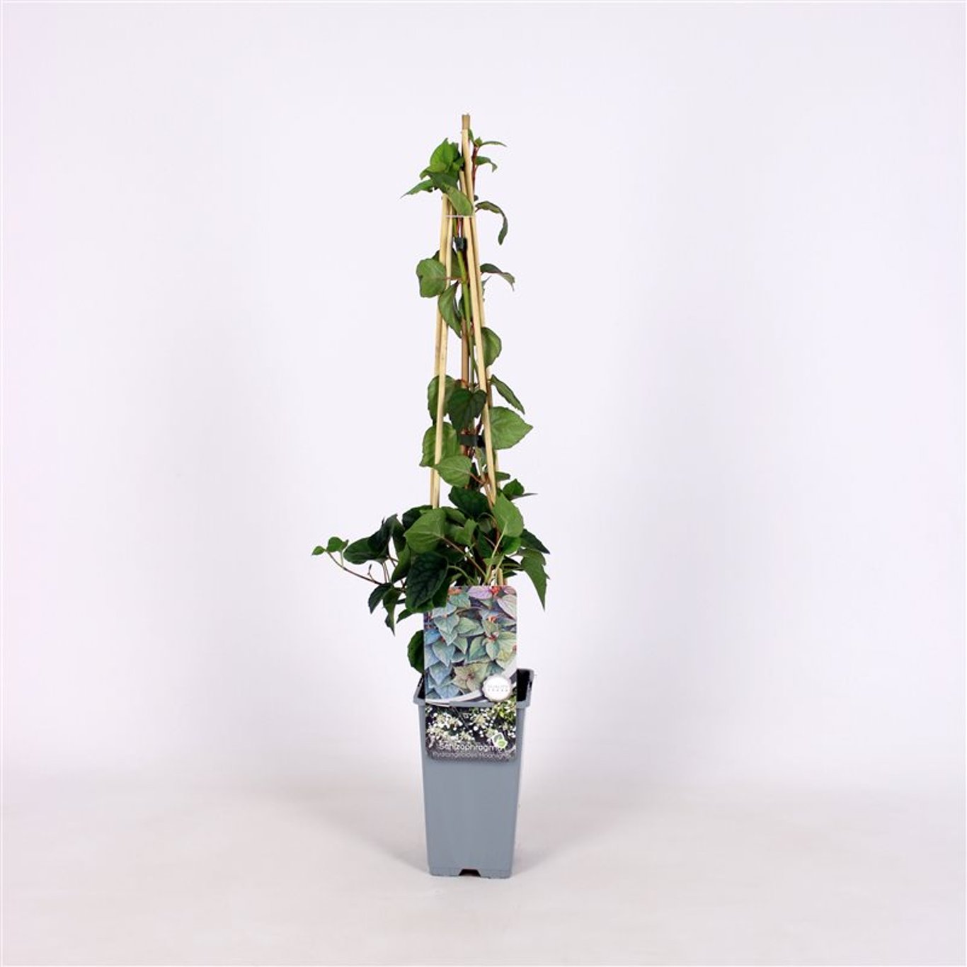 Schizophragma hyd. 'Moonlight' - C2 70/+ CM