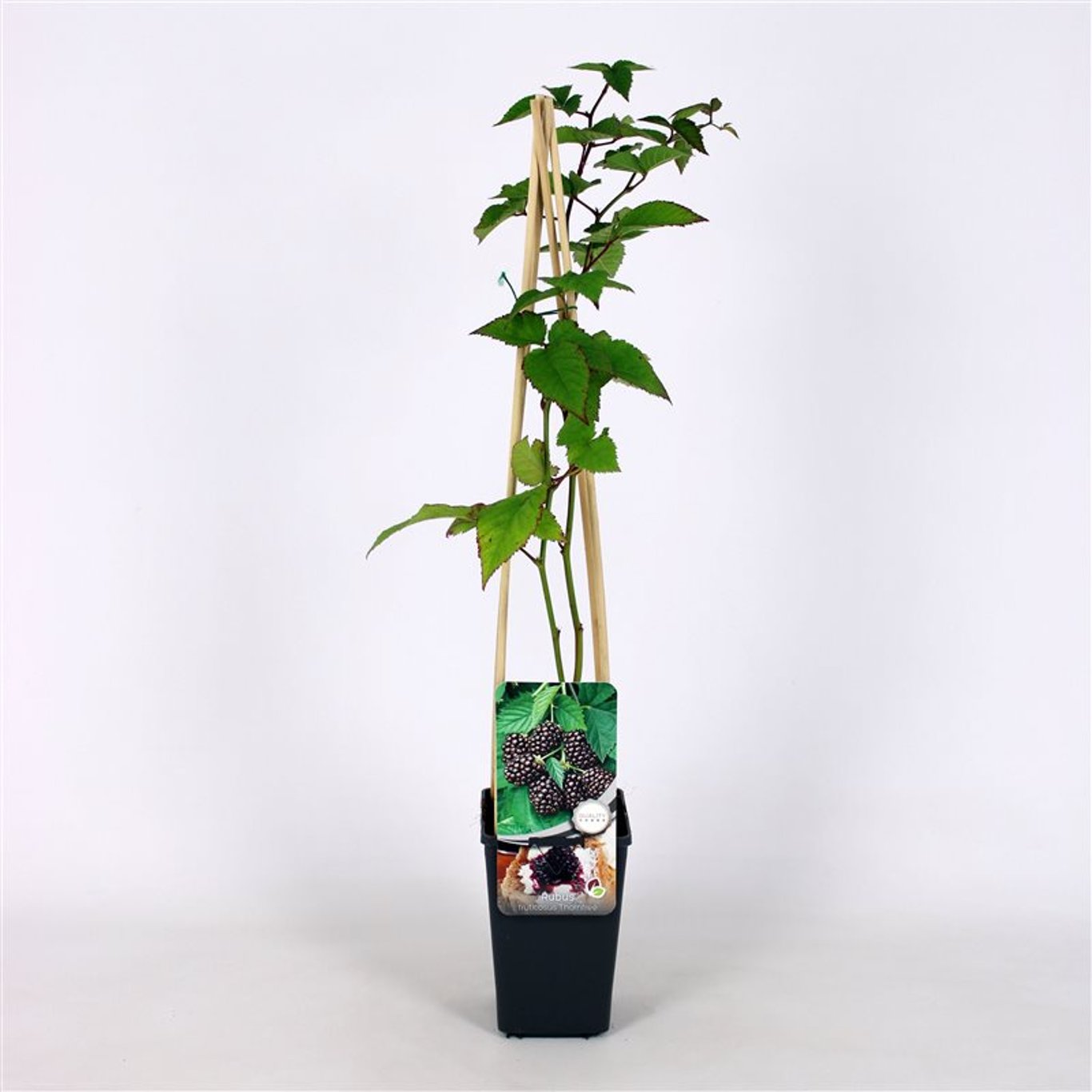 Rubus frut. 'Thornfree' - C2 70/+ CM