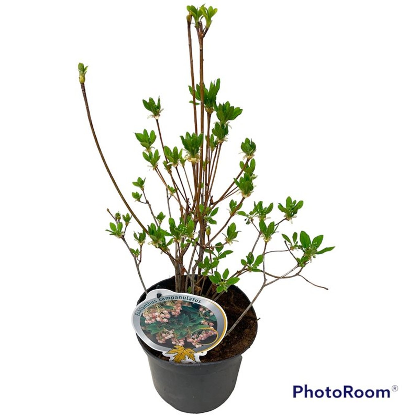 Enkianthus campanulatus - C3 30-40 CM