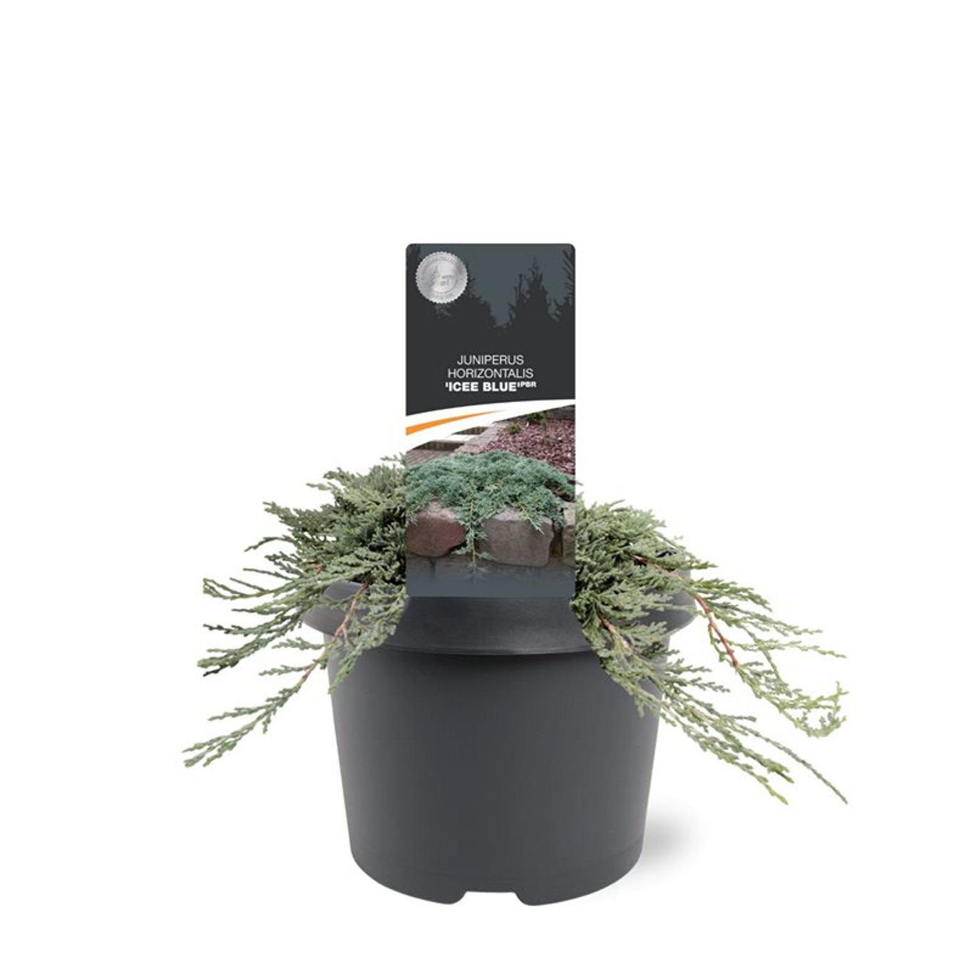 Juniperus h. 'Icee Blue' - C3 20-25 CM