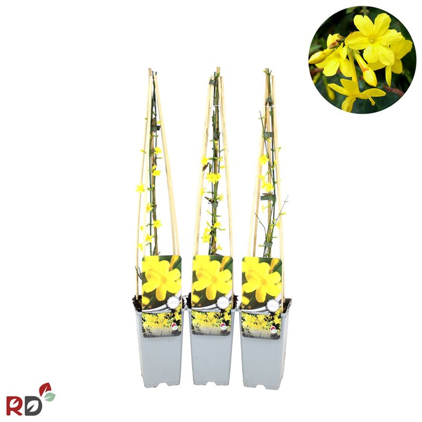 Jasminum nudiflorum - C2 70/+ CM