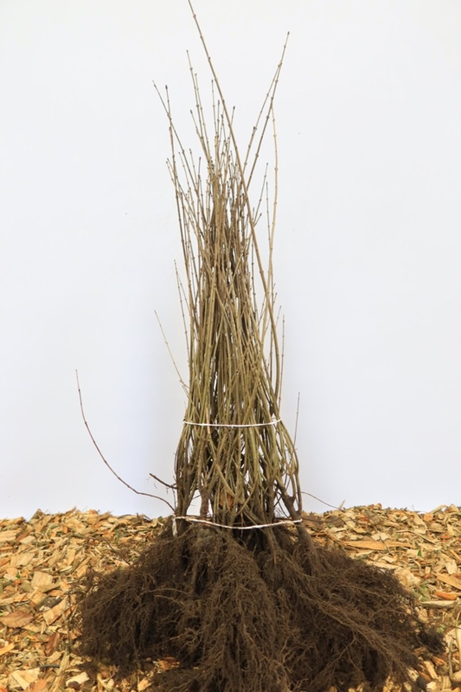 Ligustrum vulgare - 60-100 CM bare root 0/2   6-8 branche