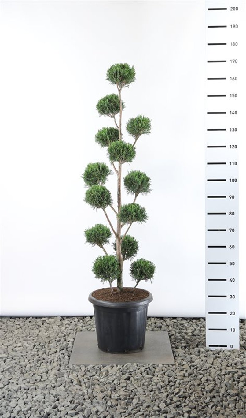 Cupressocyparis l. 'Tweeduizendéén' - 125-150 CM PonPon Cont.