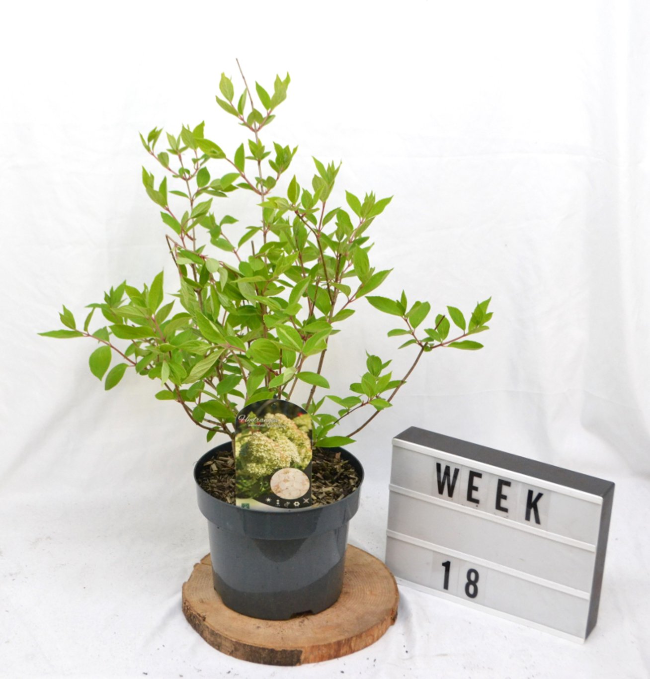 Hydrangea pan. 'Grandiflora' - C5 40-50 CM