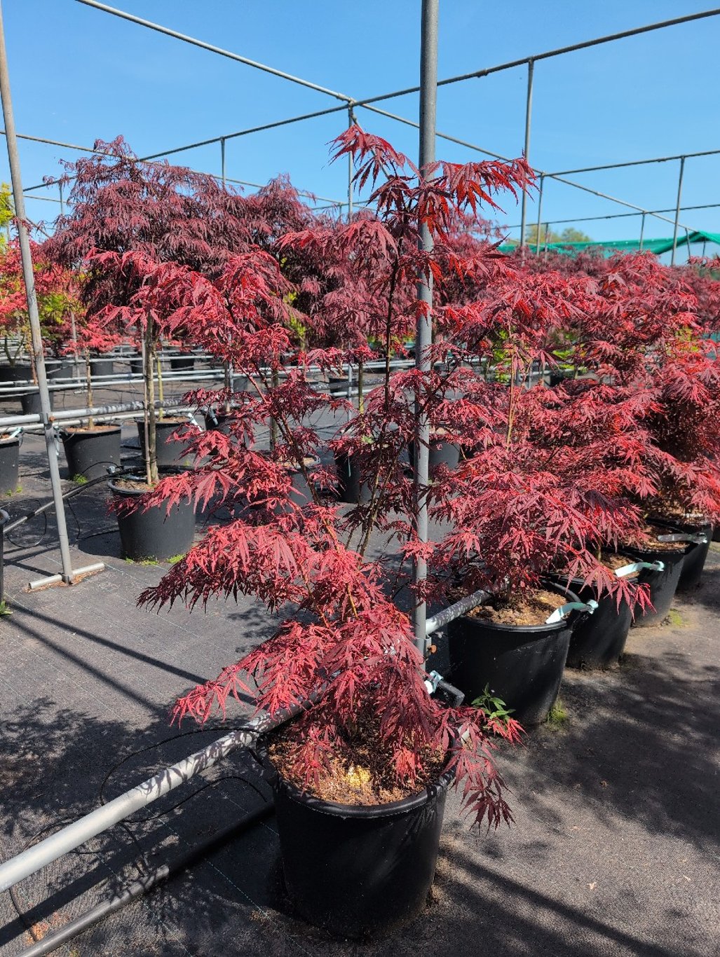 Acer pal. 'Extravaganza' - C30 80-100 CM