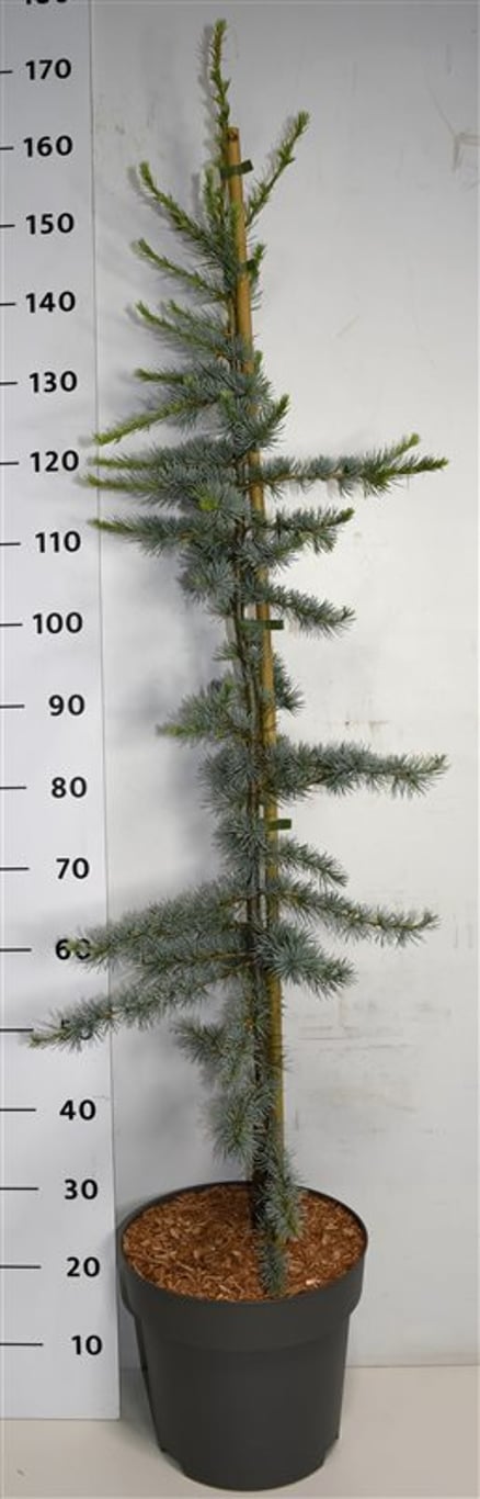 Cedrus l. 'Glauca' - C15 160-180 CM
